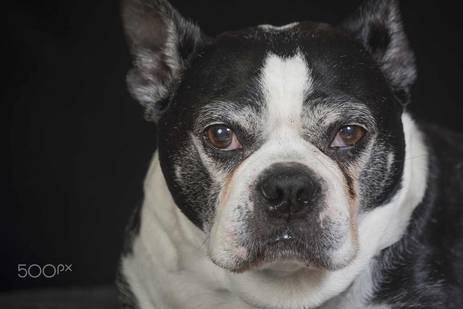 Nikon D810 sample photo. Old but cute boston terrier dog in the studio photography