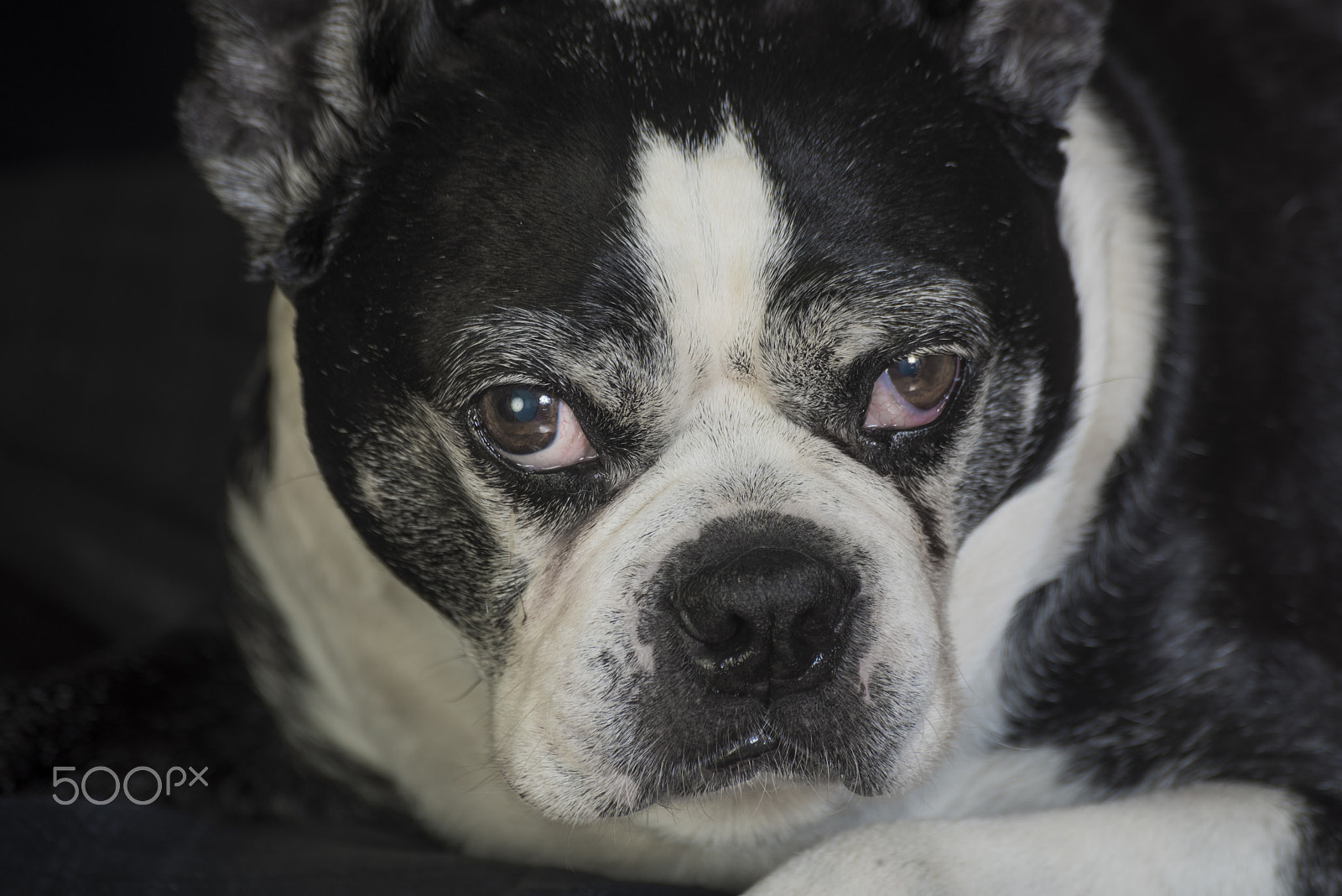 Nikon D810 sample photo. Old but cute boston terrier dog in the studio photography