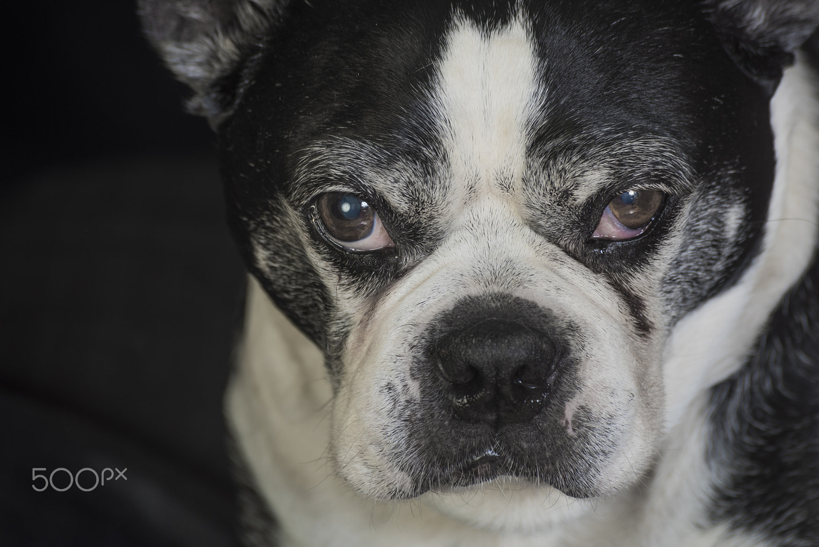 Nikon D810 + Tamron SP 70-300mm F4-5.6 Di VC USD sample photo. Old but cute boston terrier dog in the studio photography