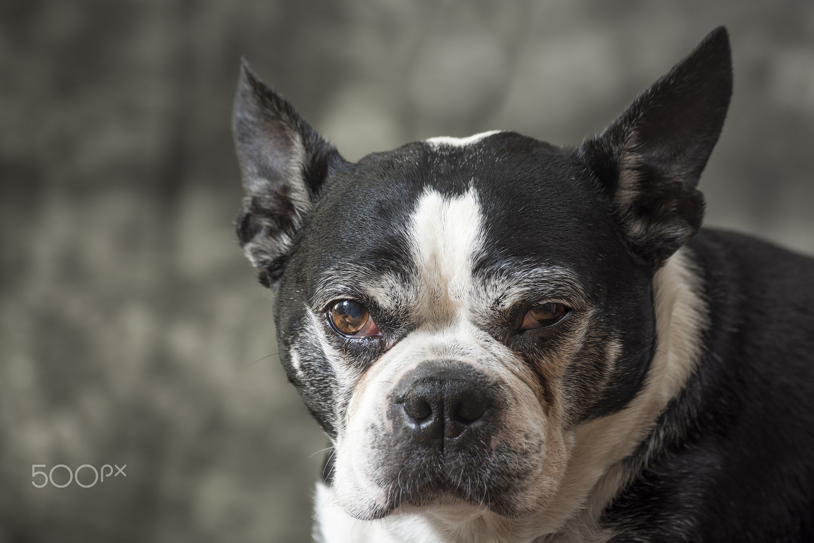Nikon D810 + Tamron SP 70-300mm F4-5.6 Di VC USD sample photo. Old but cute boston terrier dog in the studio photography