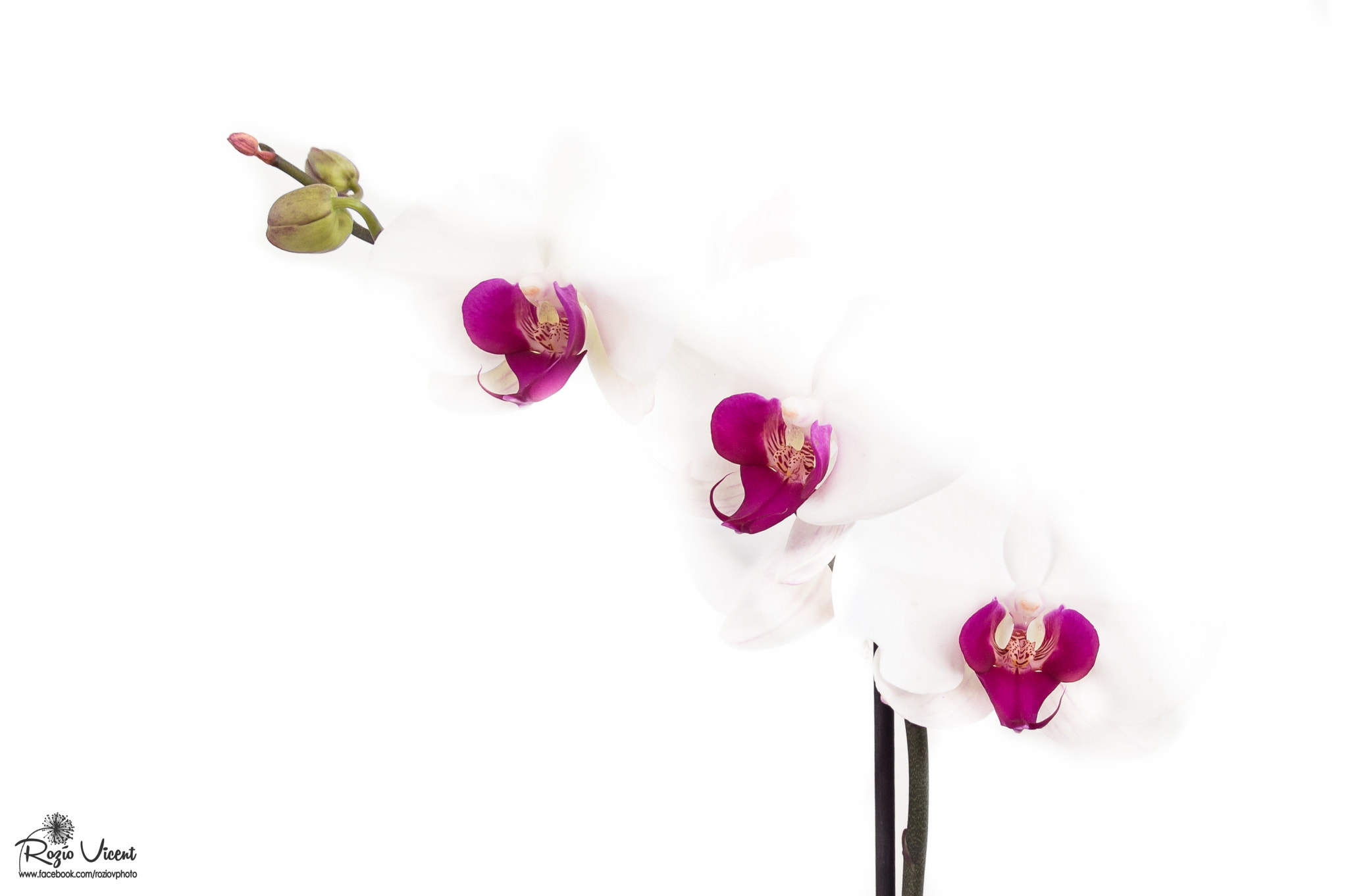 Nikon D3200 sample photo. Orchid photography