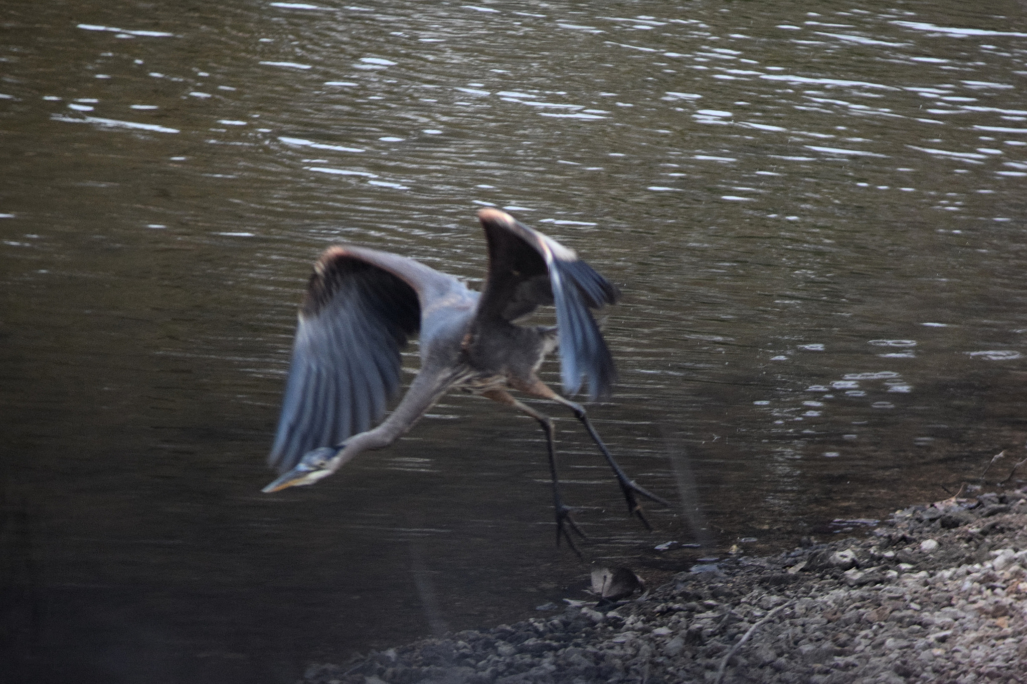 Nikon AF Nikkor 70-300mm F4-5.6G sample photo. Heron photography