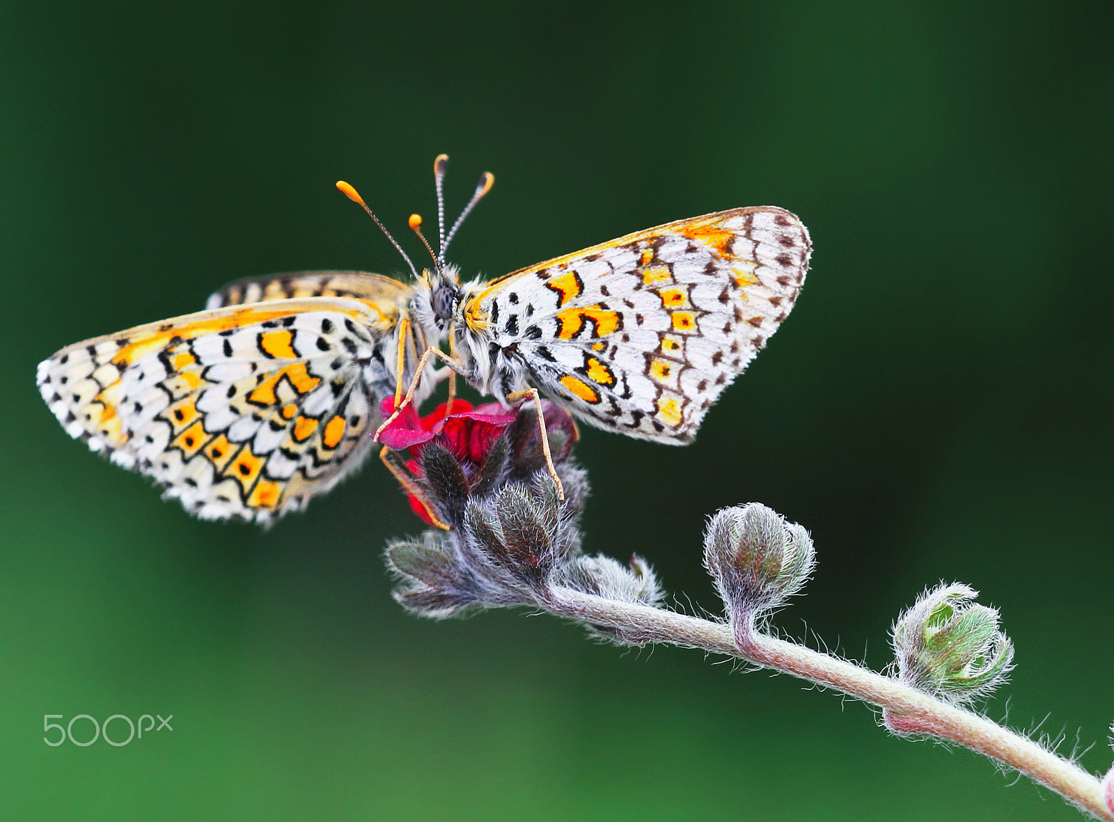 Sigma APO Macro 150mm f/2.8 EX DG HSM sample photo. Embrace photography