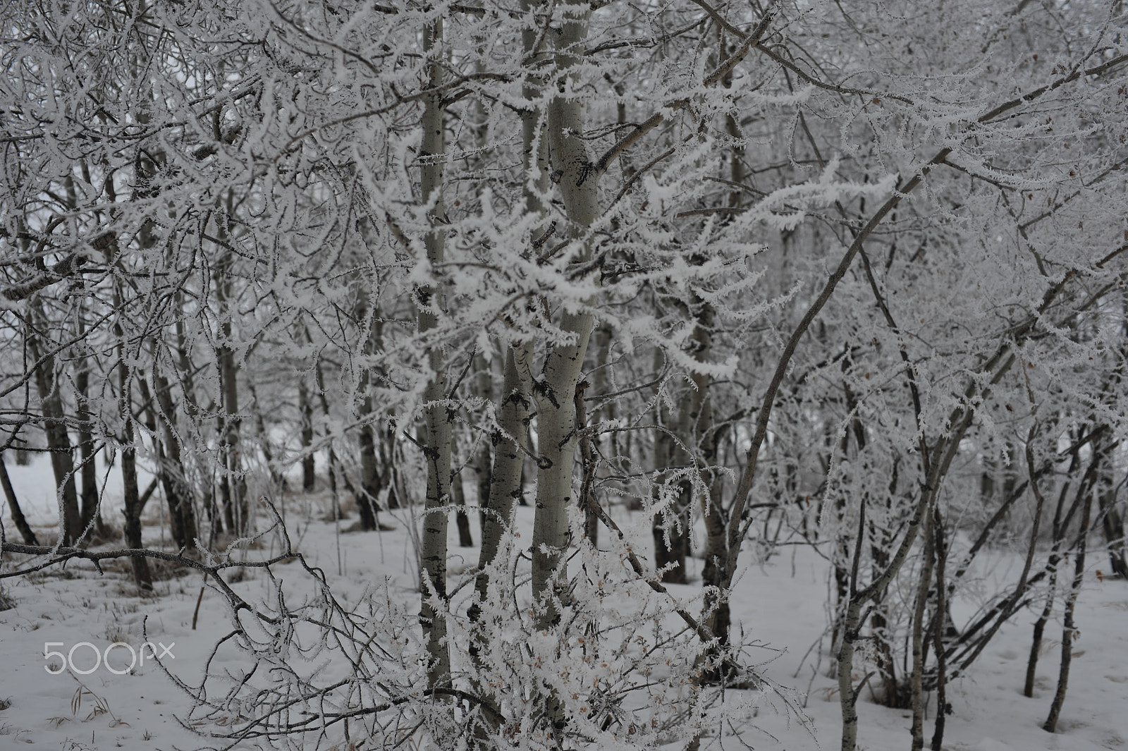 Manual Lens No CPU sample photo. Drizzle light freezing rain morning photography