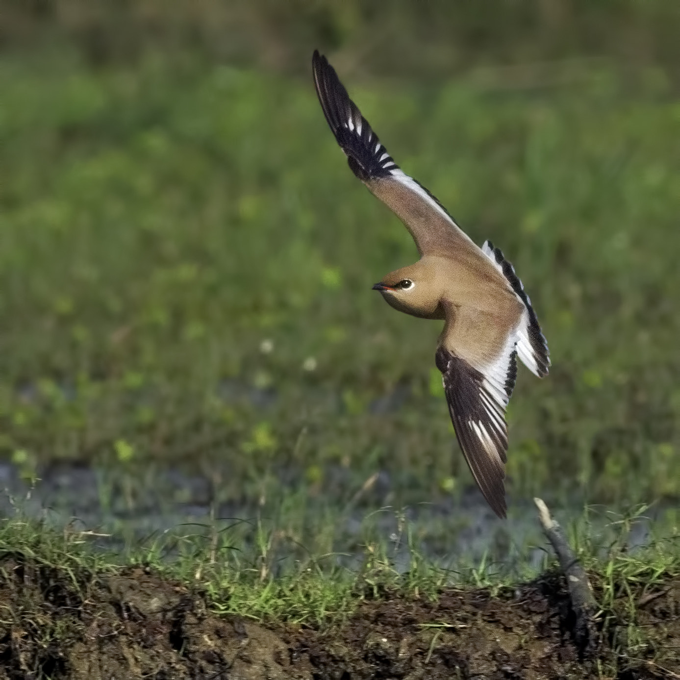 Canon EOS 600D (Rebel EOS T3i / EOS Kiss X5) + Canon EF 400mm F5.6L USM sample photo. Small pratincole photography