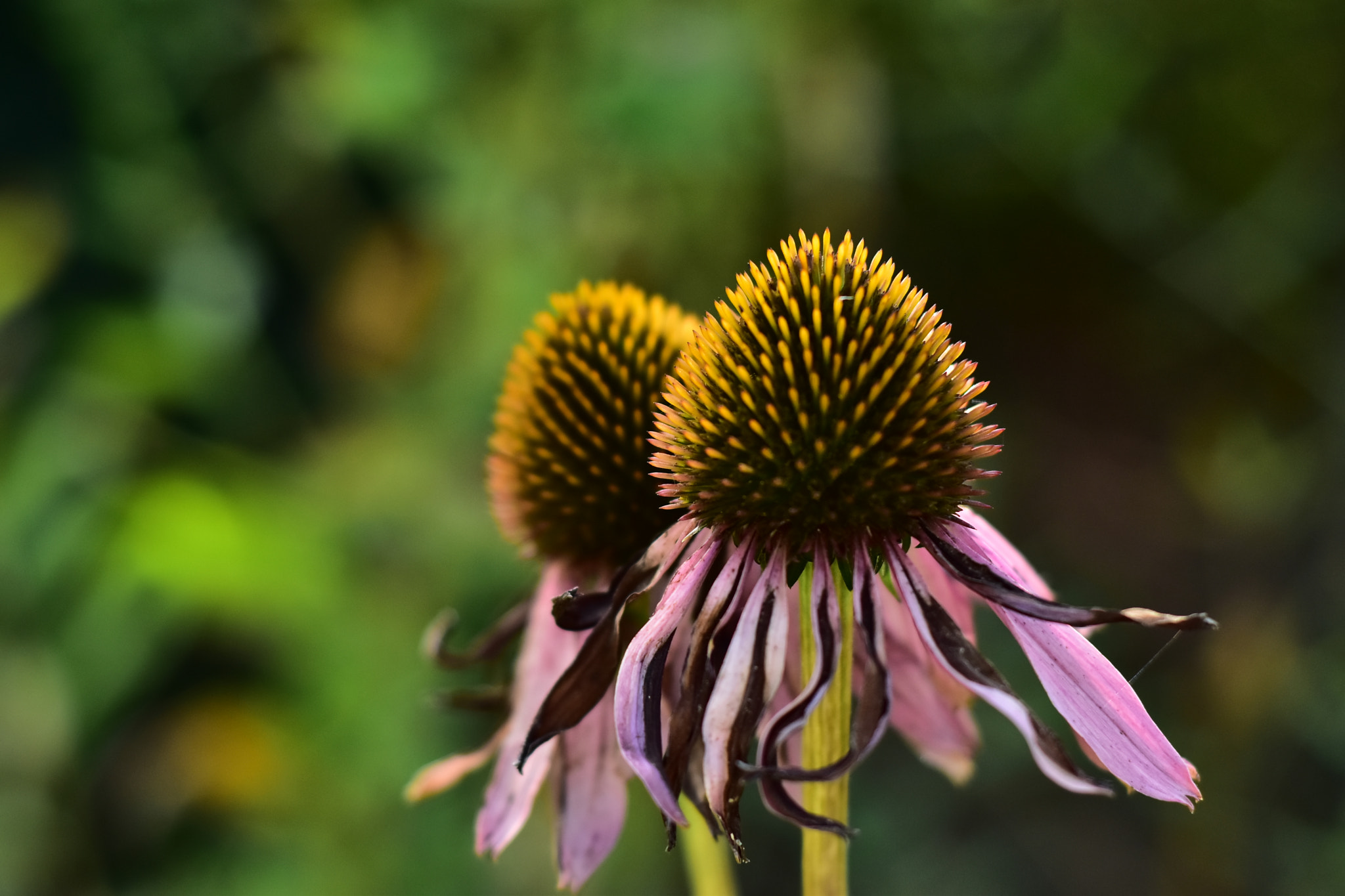 Nikon D5500 + Nikon AF Nikkor 50mm F1.8D sample photo. Dsc photography