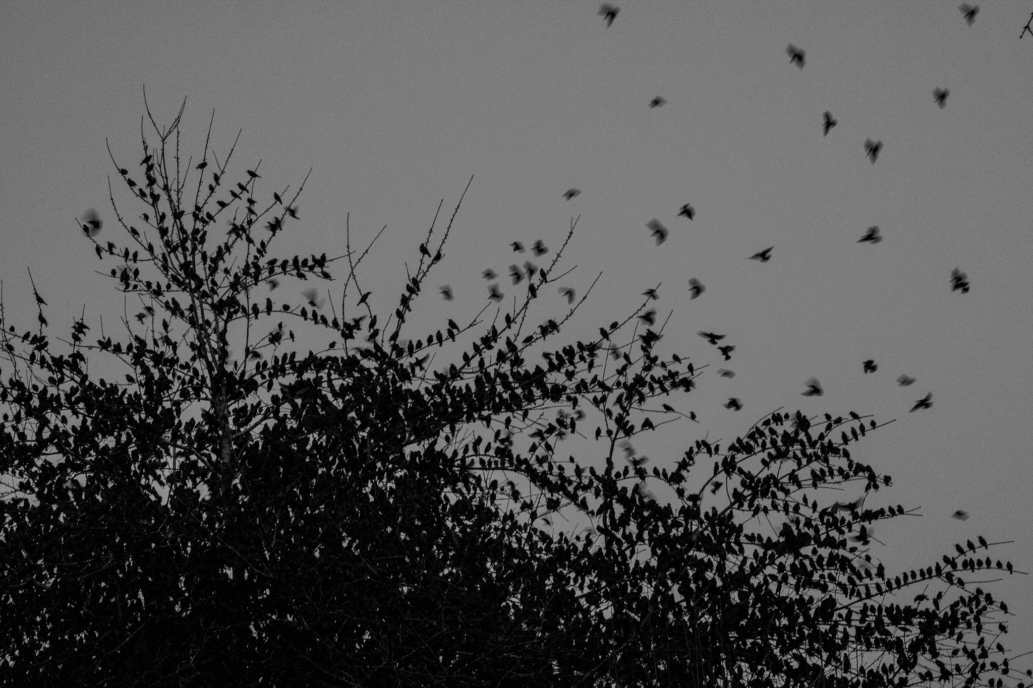 Canon EOS 400D (EOS Digital Rebel XTi / EOS Kiss Digital X) sample photo. Tree filled with birds in quimper, france photography