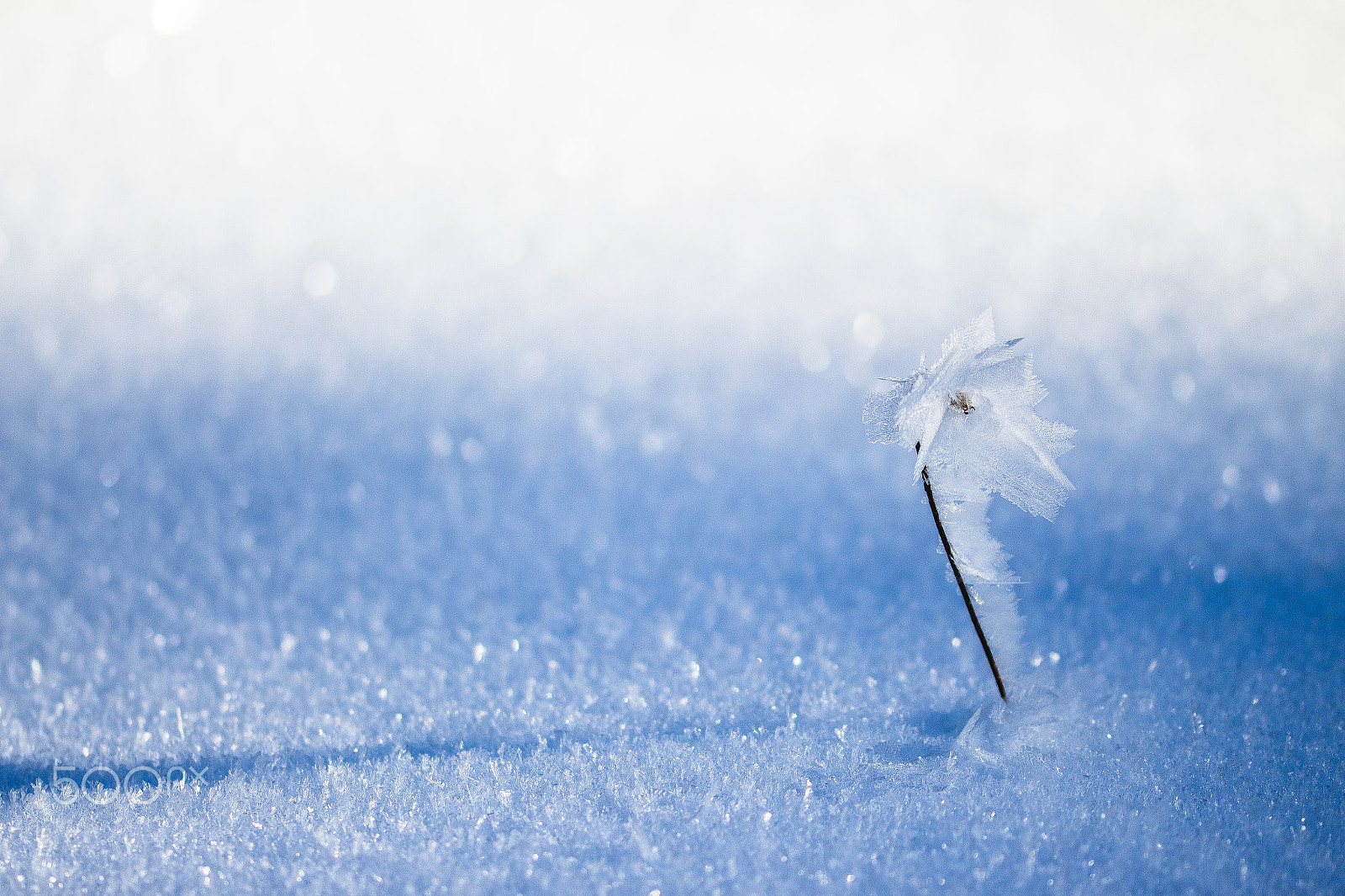Sigma 105mm F2.8 EX DG OS HSM sample photo. Sfumature di neve photography