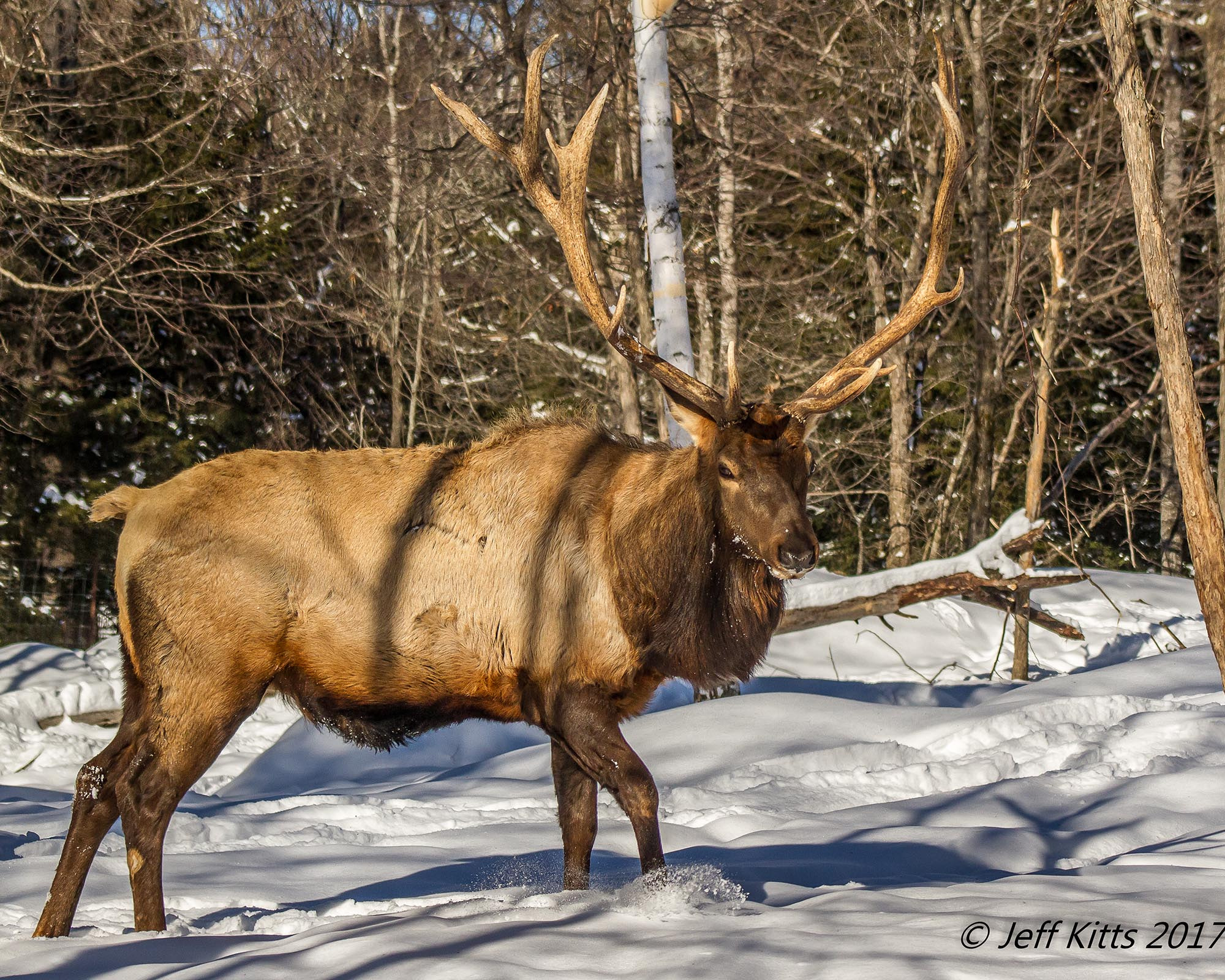 Canon EF 75-300mm f/4-5.6 USM sample photo. 3244- bull elk # 17 photography