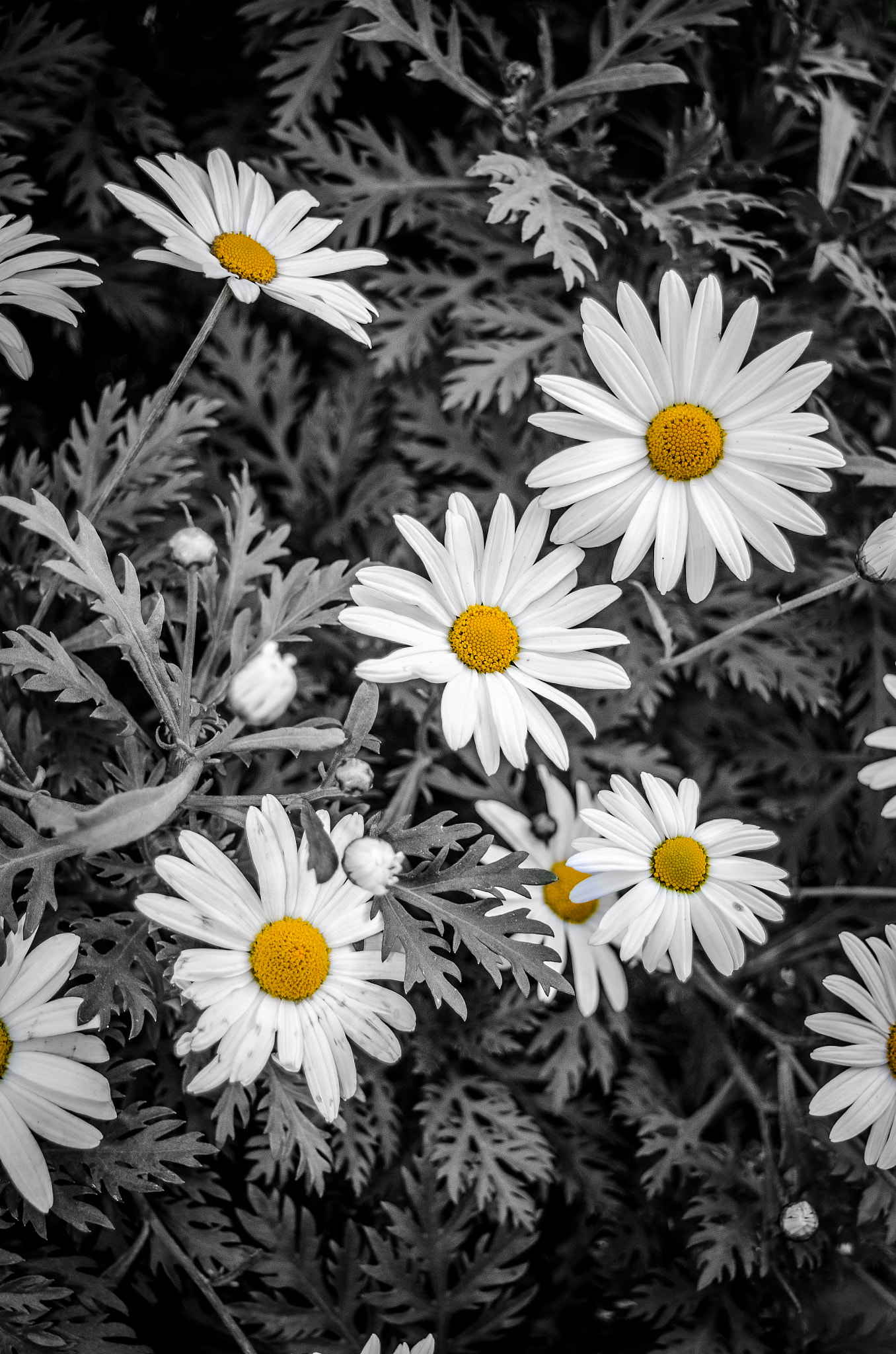 Nikon D7000 sample photo. My daisies photography