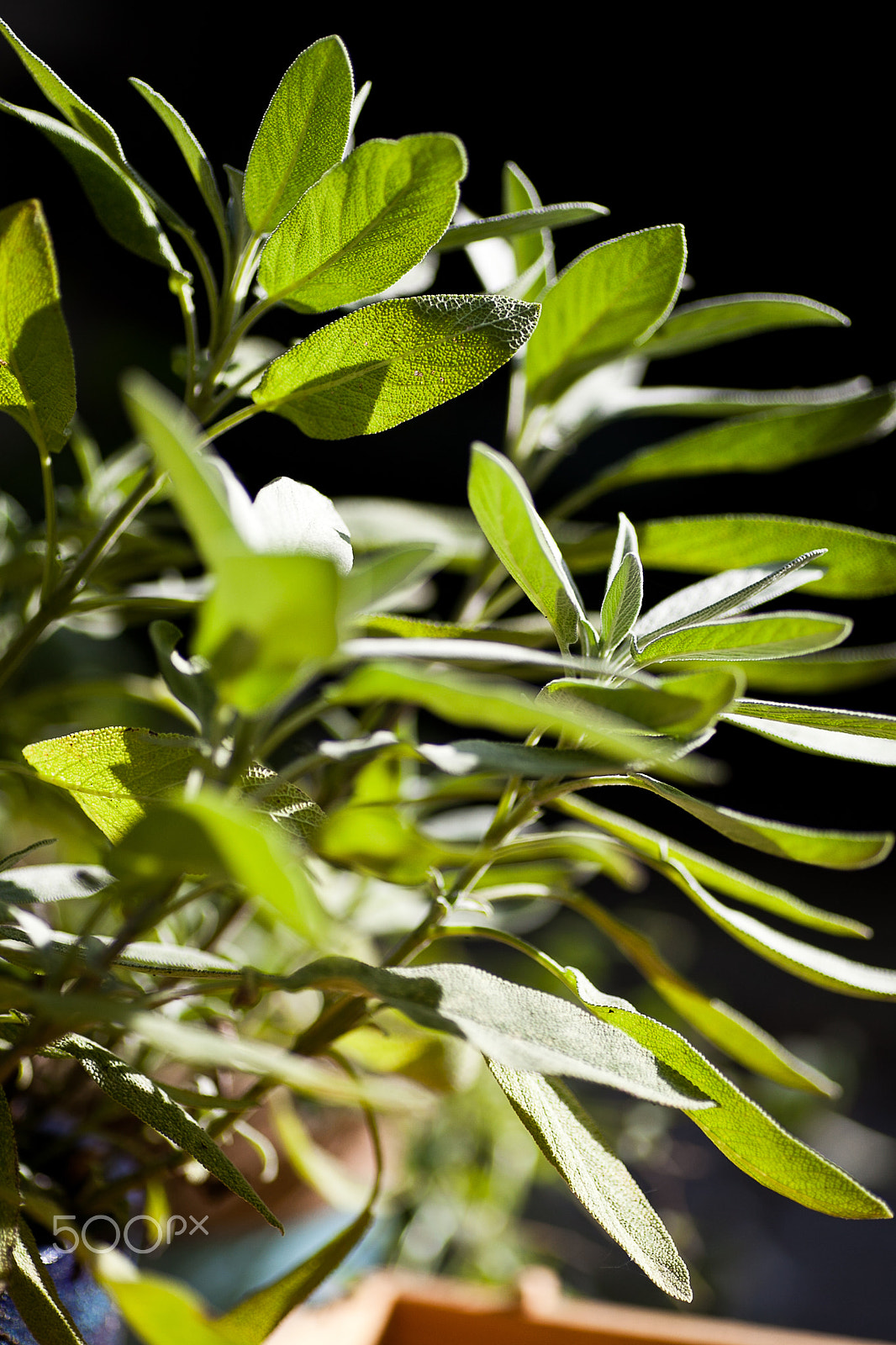 Canon EOS 5D Mark II sample photo. Herbal plant, salie photography