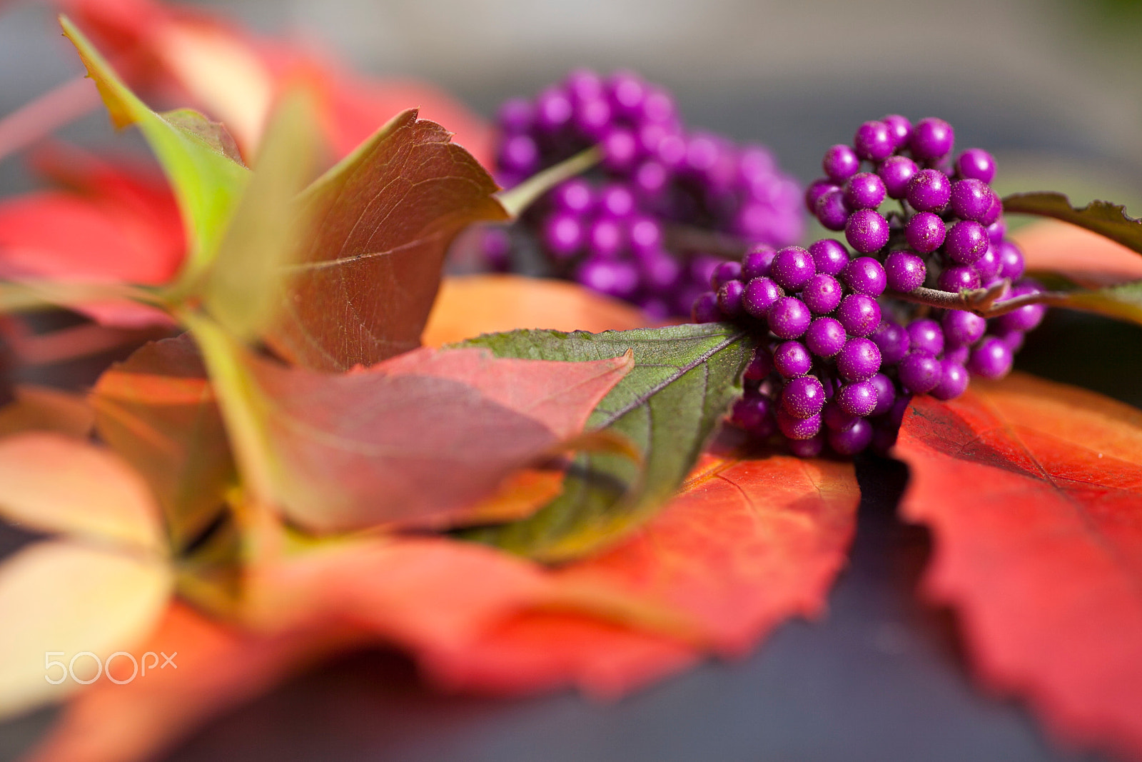 Canon EOS 5D Mark II sample photo. Autumnal composition with bodinier's beautyberries photography