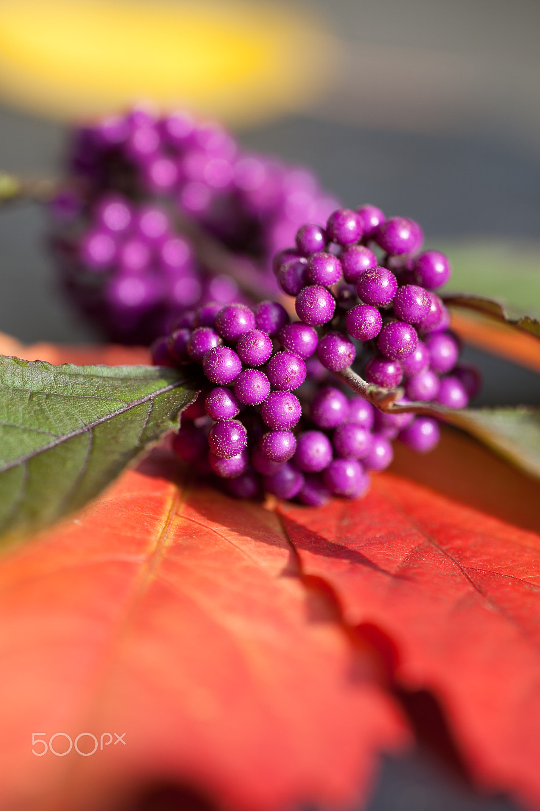 Canon EOS 5D Mark II + Tamron SP AF 90mm F2.8 Di Macro sample photo. Autumnal composition with bodinier's beautyberries photography