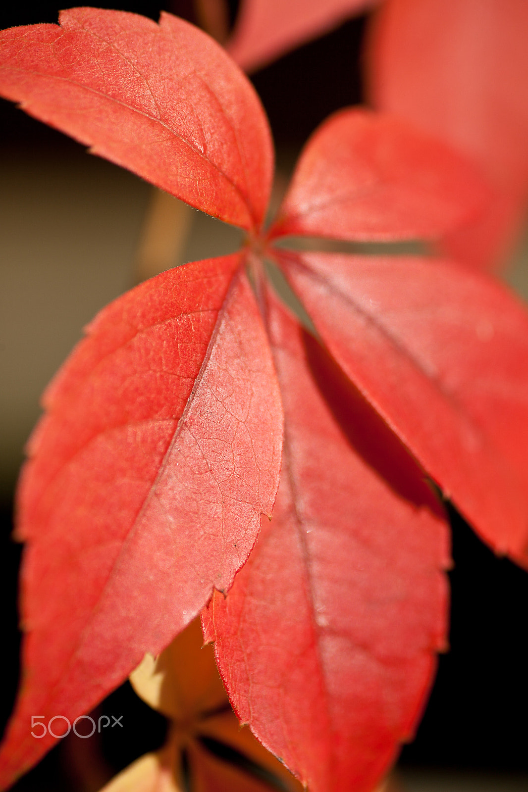Canon EOS 5D Mark II + Tamron SP AF 90mm F2.8 Di Macro sample photo. Autumnal red leaves composition photography