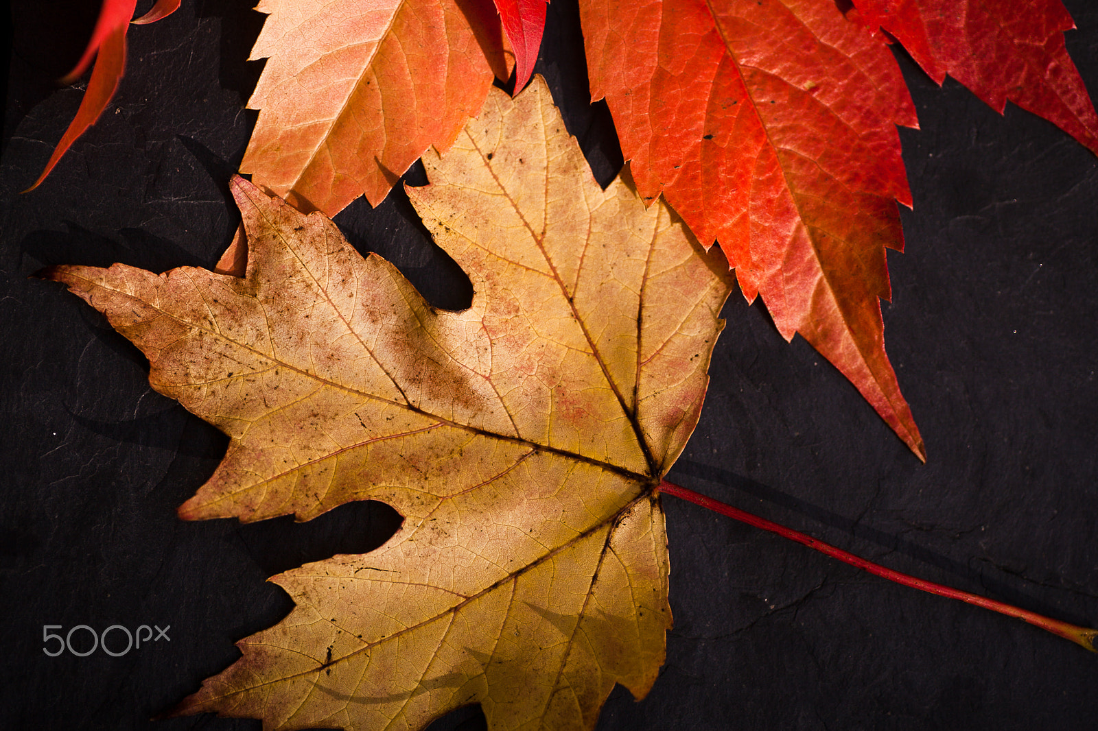 Canon EOS 5D Mark II sample photo. Autumnal leaves composition photography