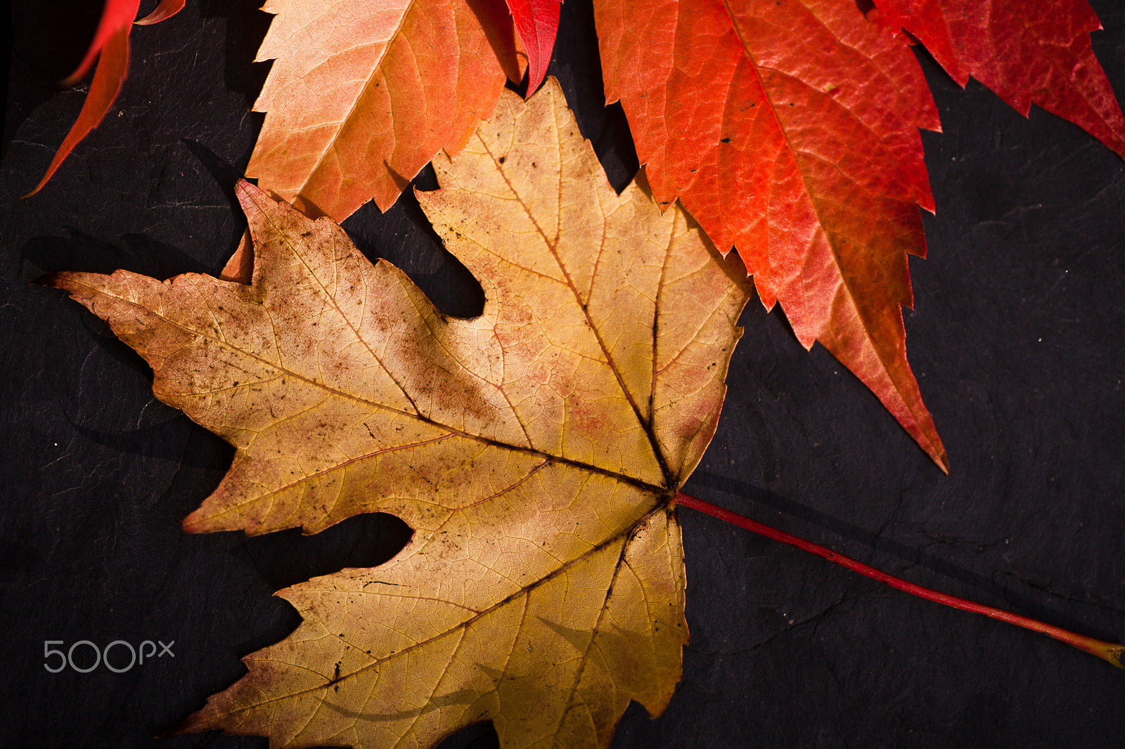 Canon EOS 5D Mark II + Tamron SP AF 90mm F2.8 Di Macro sample photo. Autumnal leaves composition photography