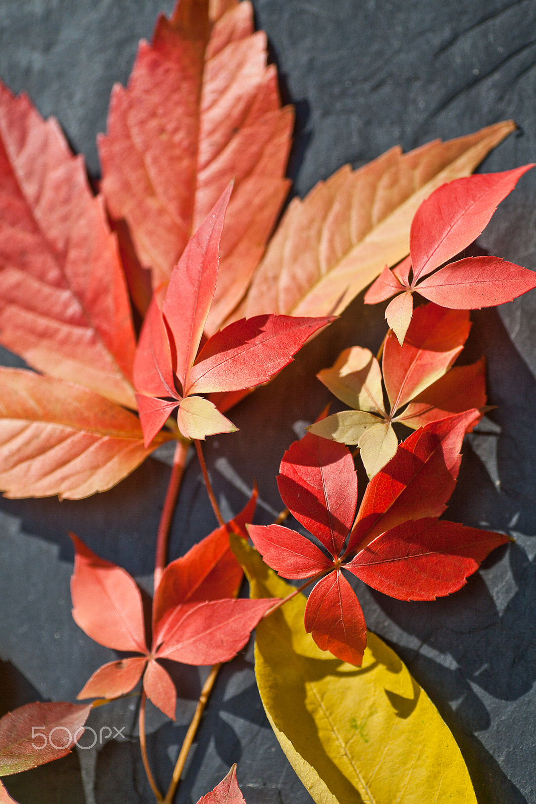 Canon EOS 5D Mark II + Tamron SP AF 90mm F2.8 Di Macro sample photo. Autumnal leaves composition photography