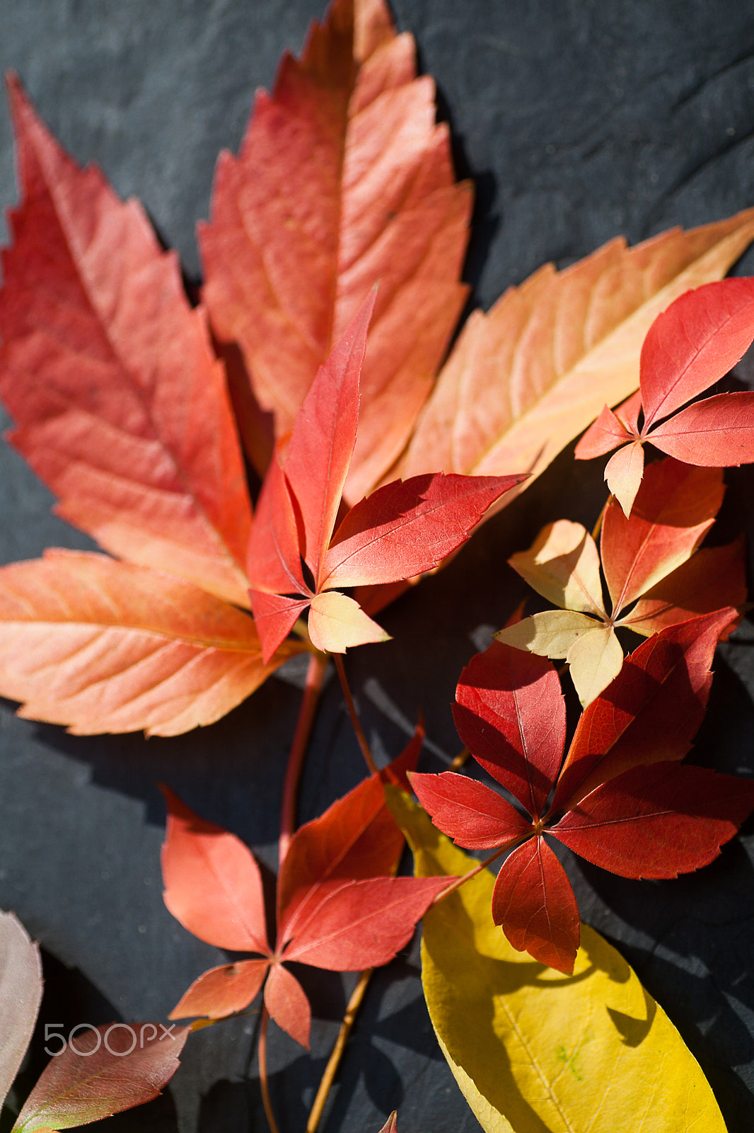 Canon EOS 5D Mark II + Tamron SP AF 90mm F2.8 Di Macro sample photo. Autumnal leaves composition photography
