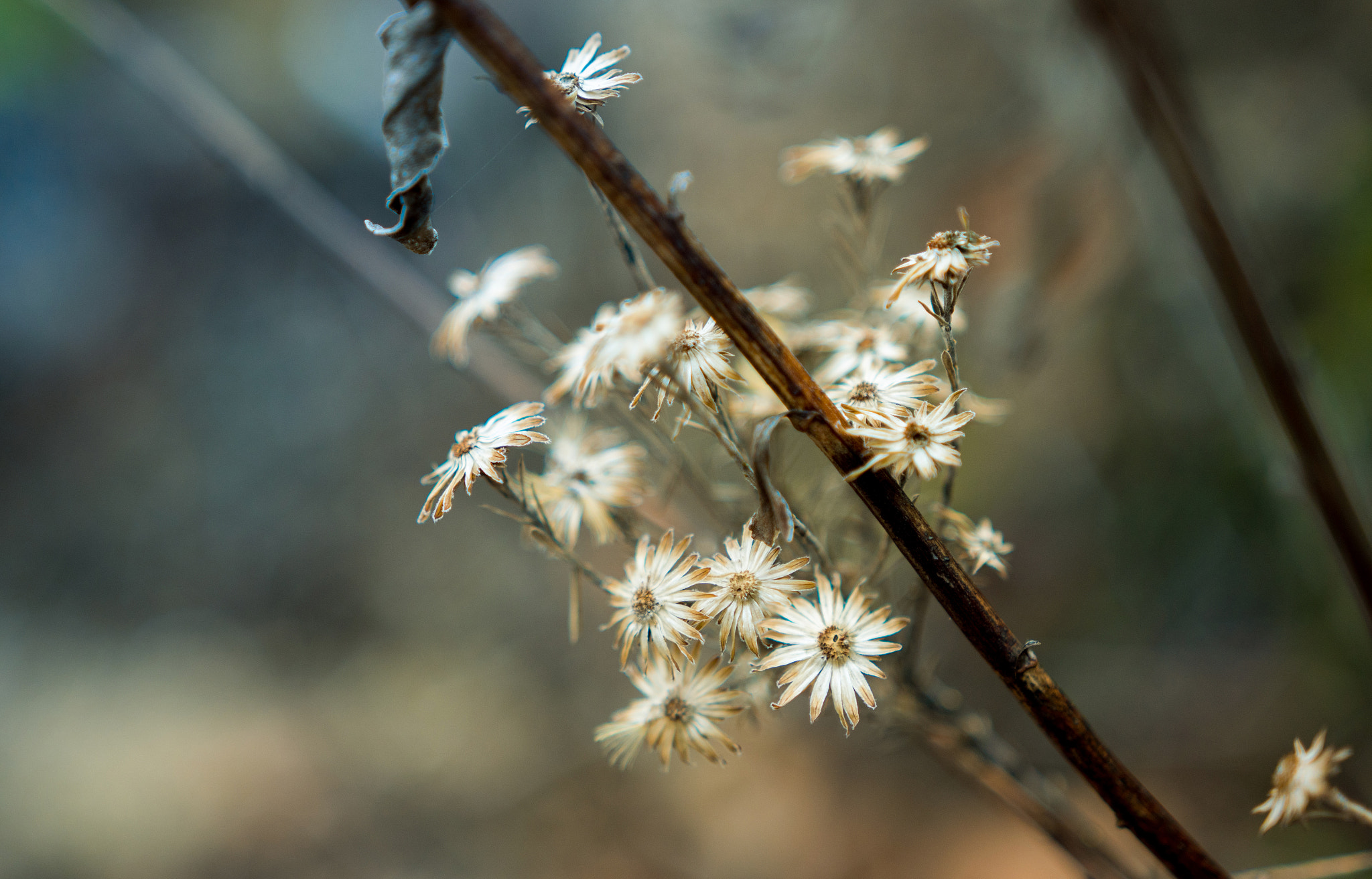 Sony a6300 + 18-35mm F1.8 DC HSM | Art 013 sample photo. Winter white photography