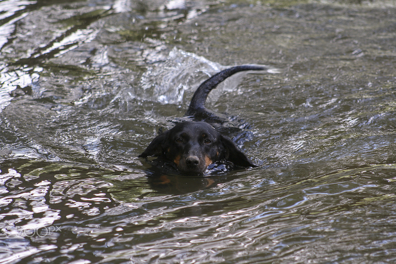 Canon EOS 400D (EOS Digital Rebel XTi / EOS Kiss Digital X) + EF75-300mm f/4-5.6 sample photo. Dachshund in water photography