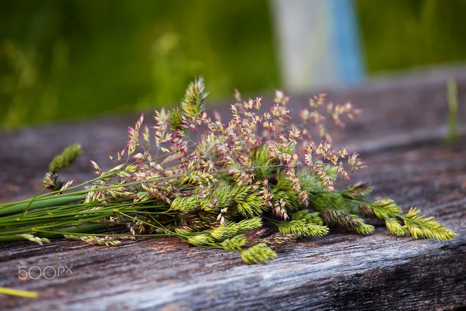 Canon EF 70-200mm F4L USM sample photo. Grass photography