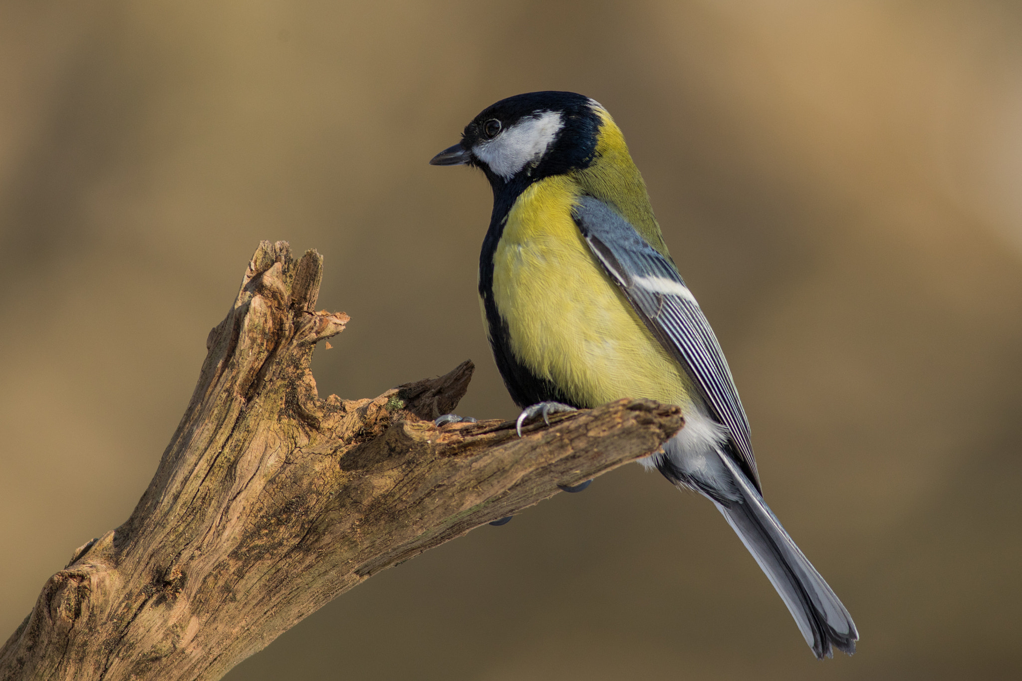 Canon EOS 5D Mark IV sample photo. Sýkora koňadra (parus major) photography