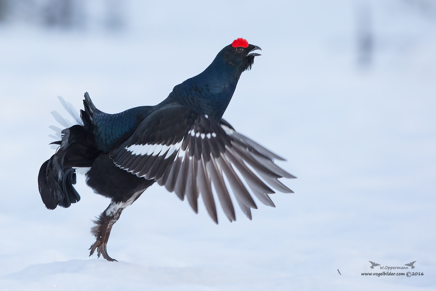 Canon EF 600mm F4L IS II USM sample photo. Birkhuhn/ black grouse  photography