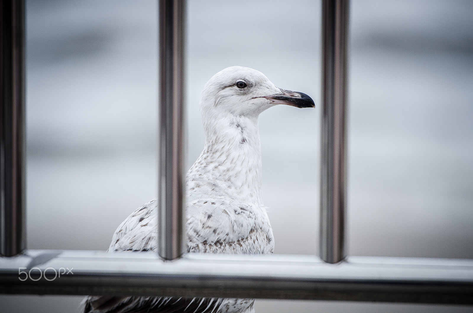 Nikon AF-S Nikkor 70-200mm F2.8G ED VR II sample photo. Seagull in jail ;) photography