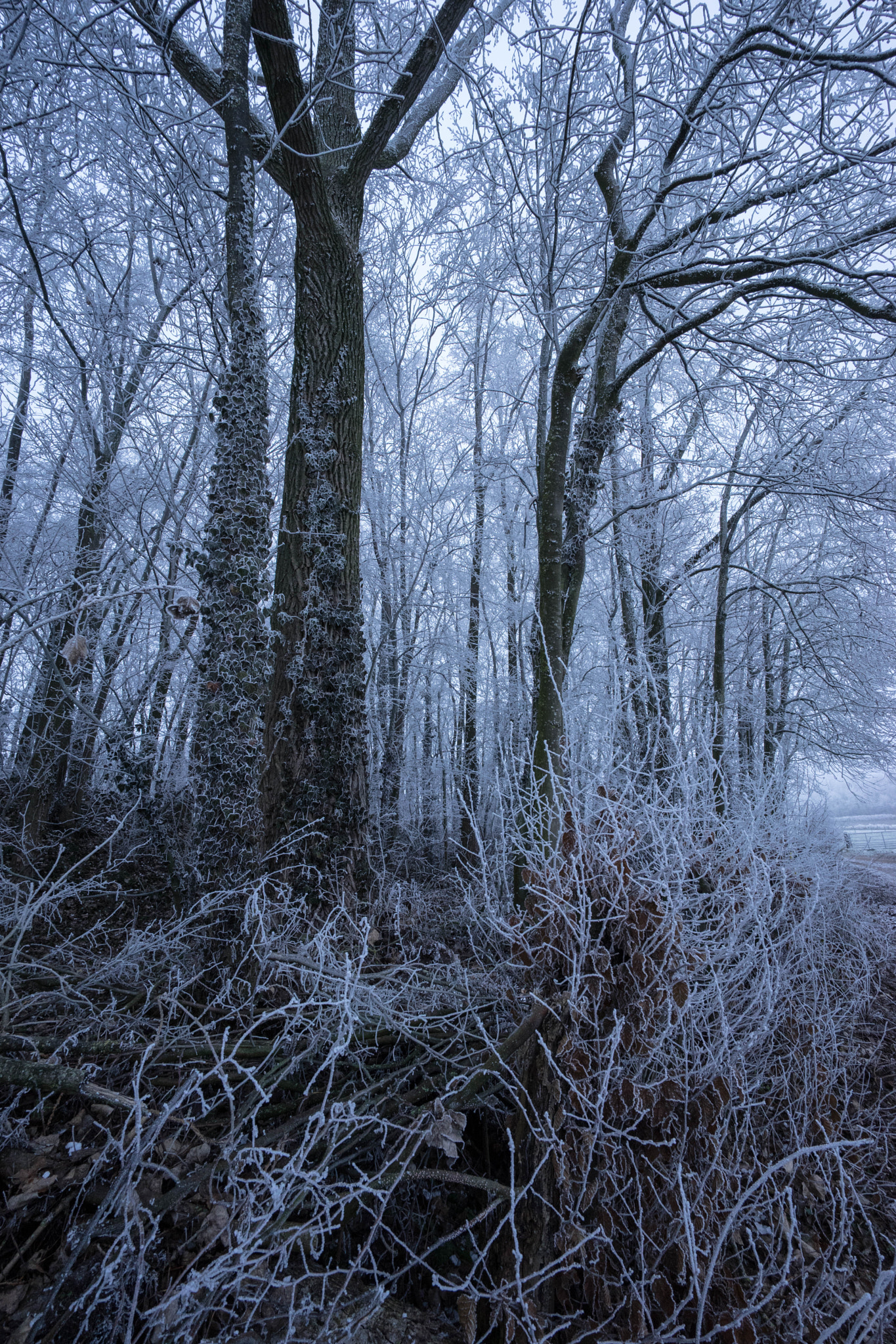 E 15mm F4.5 sample photo. Ice age photography