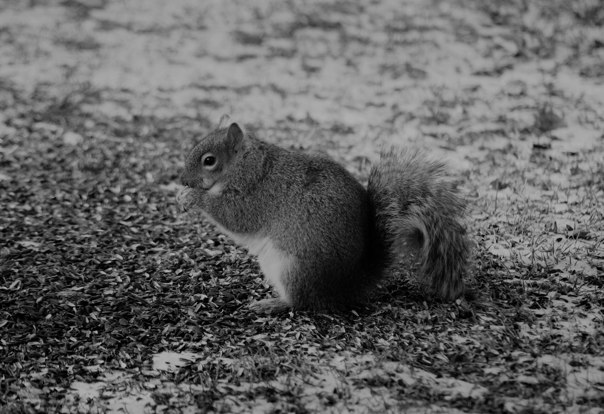 Nikon AF Nikkor 70-300mm F4-5.6G sample photo. () photography
