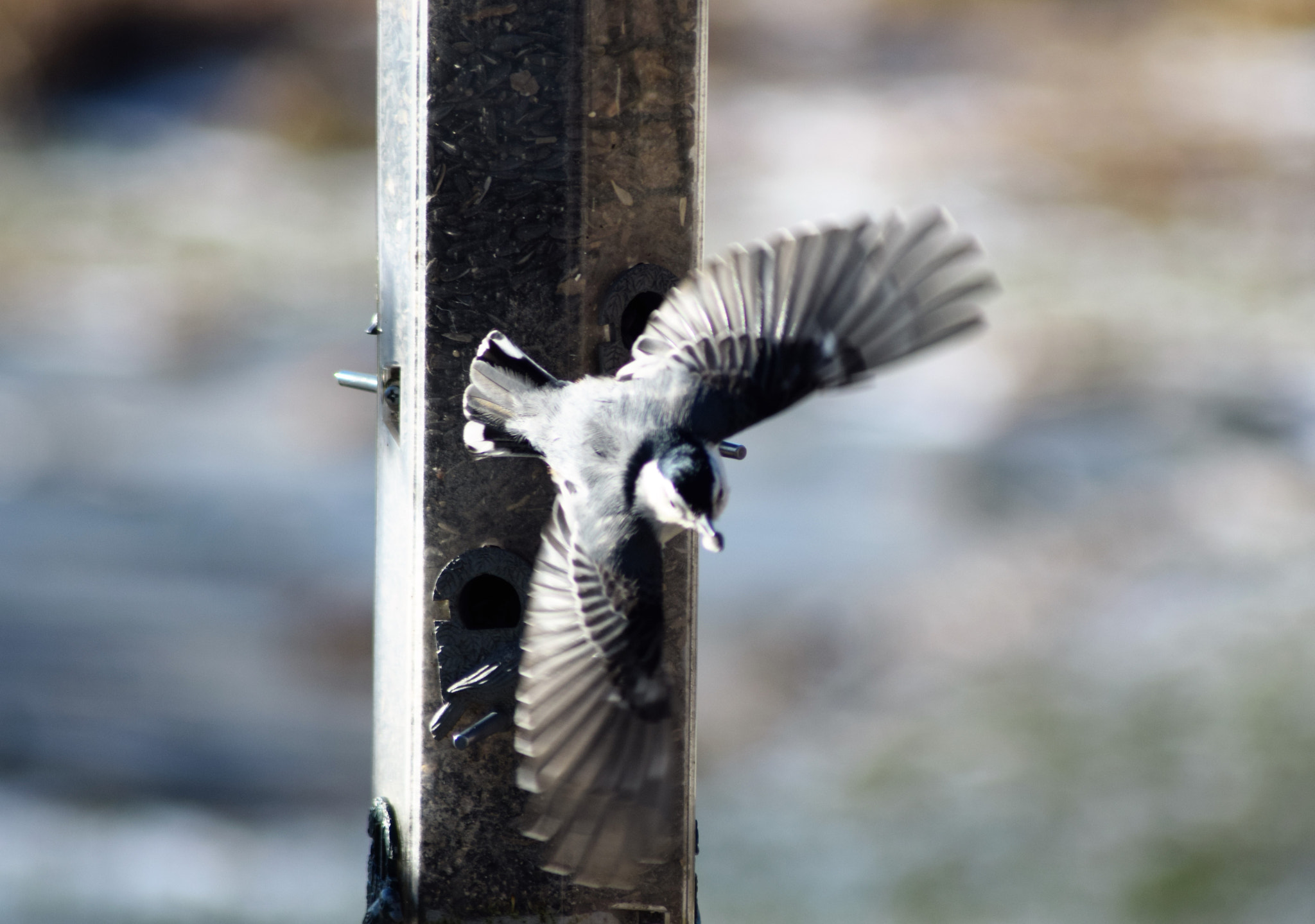 Nikon AF Nikkor 70-300mm F4-5.6G sample photo. () photography