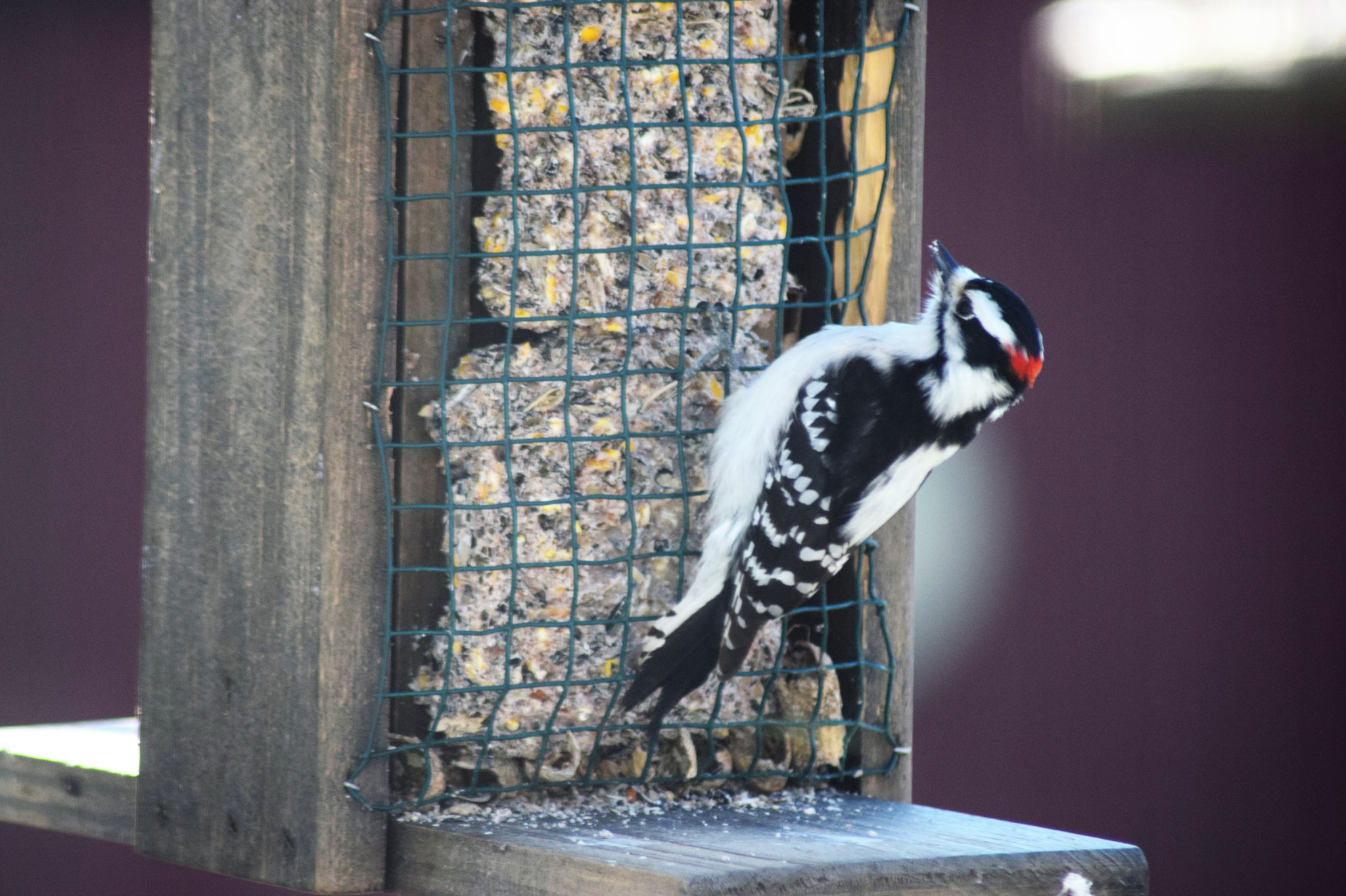 Nikon AF Nikkor 70-300mm F4-5.6G sample photo. () photography