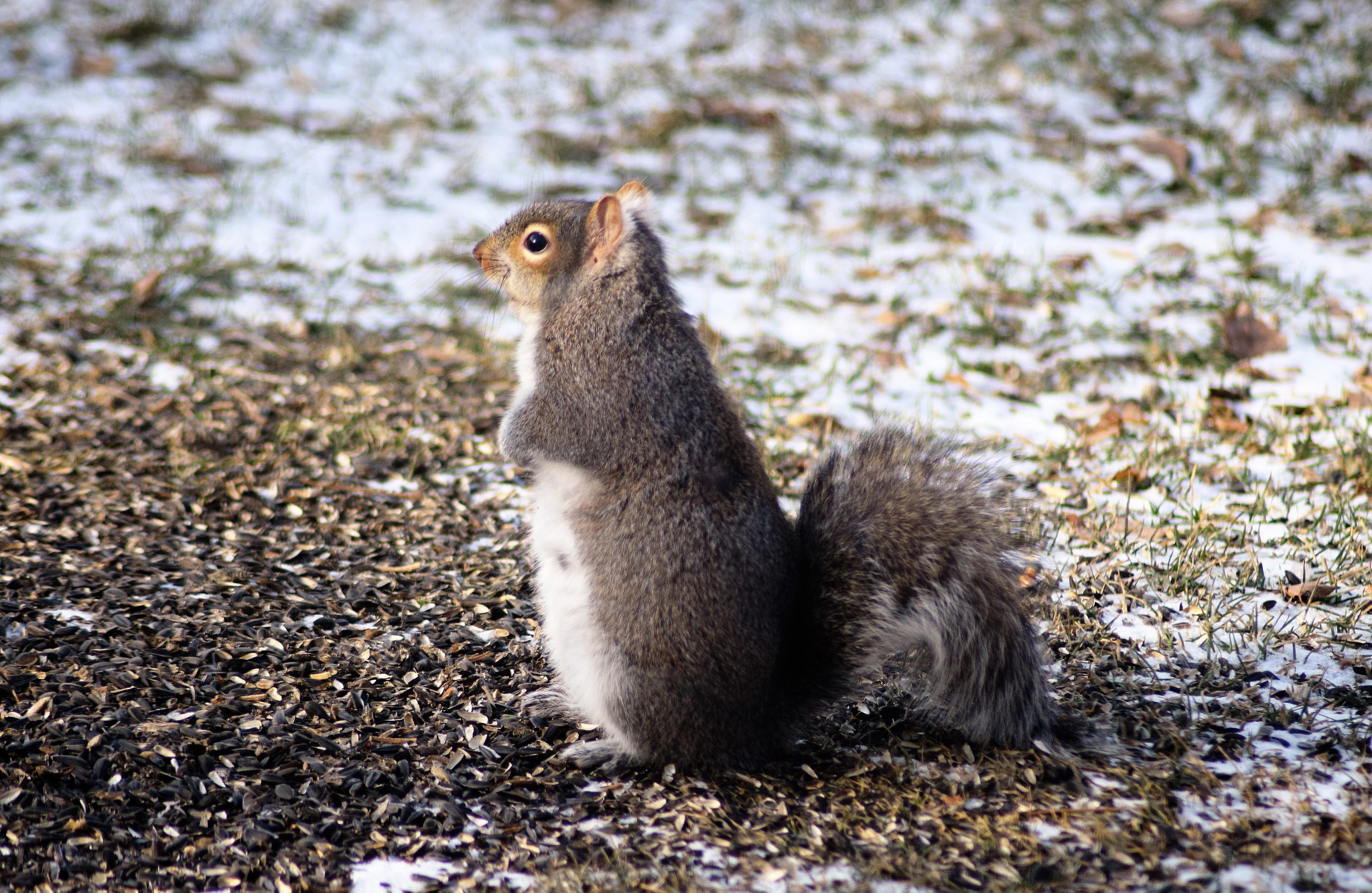 Nikon AF Nikkor 70-300mm F4-5.6G sample photo. () photography