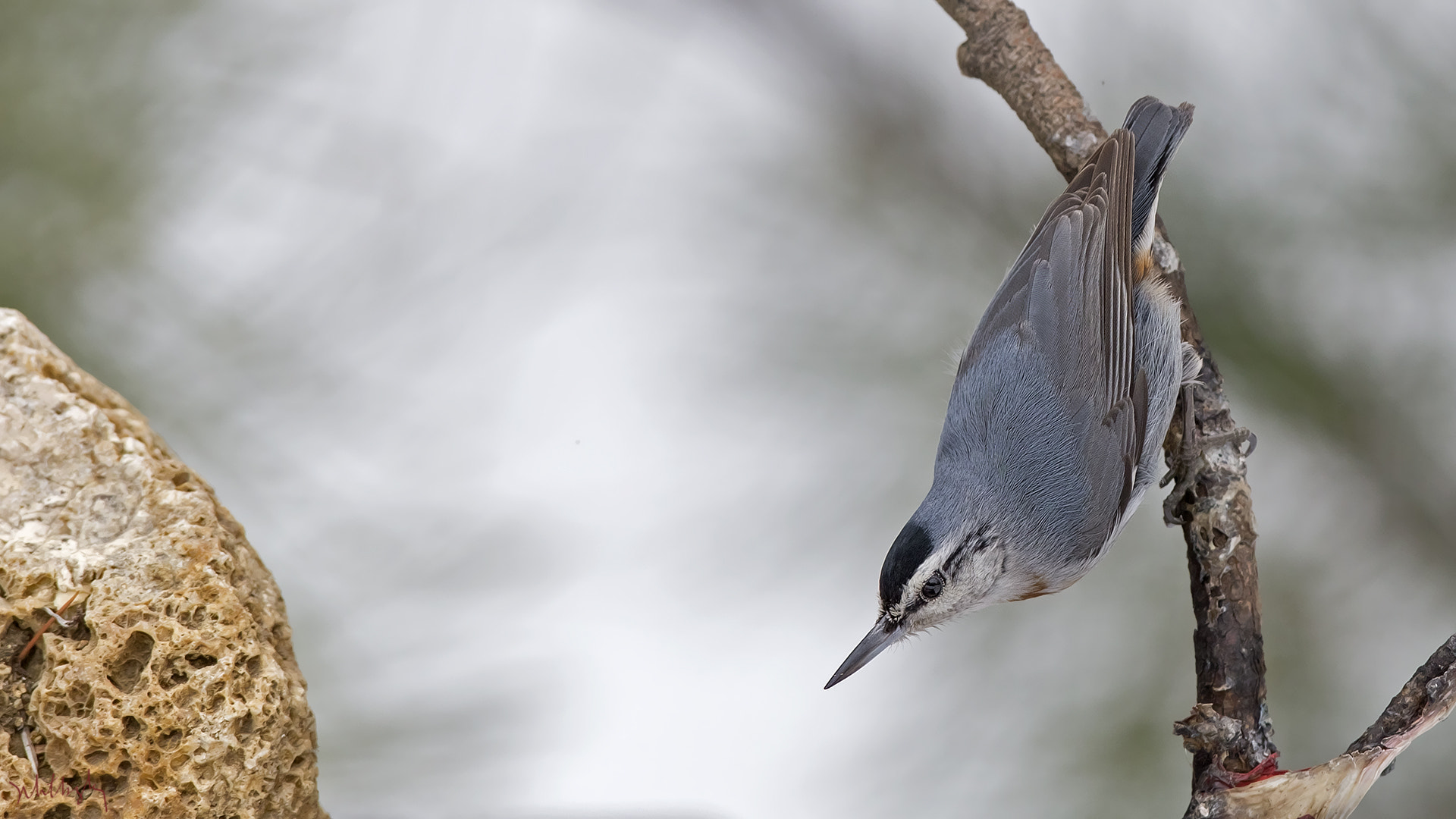 Canon EOS 6D + Canon EF 300mm F2.8L IS USM sample photo. Anadolu sıvacısı » krüper`s nuthatch » sitta krueperi photography