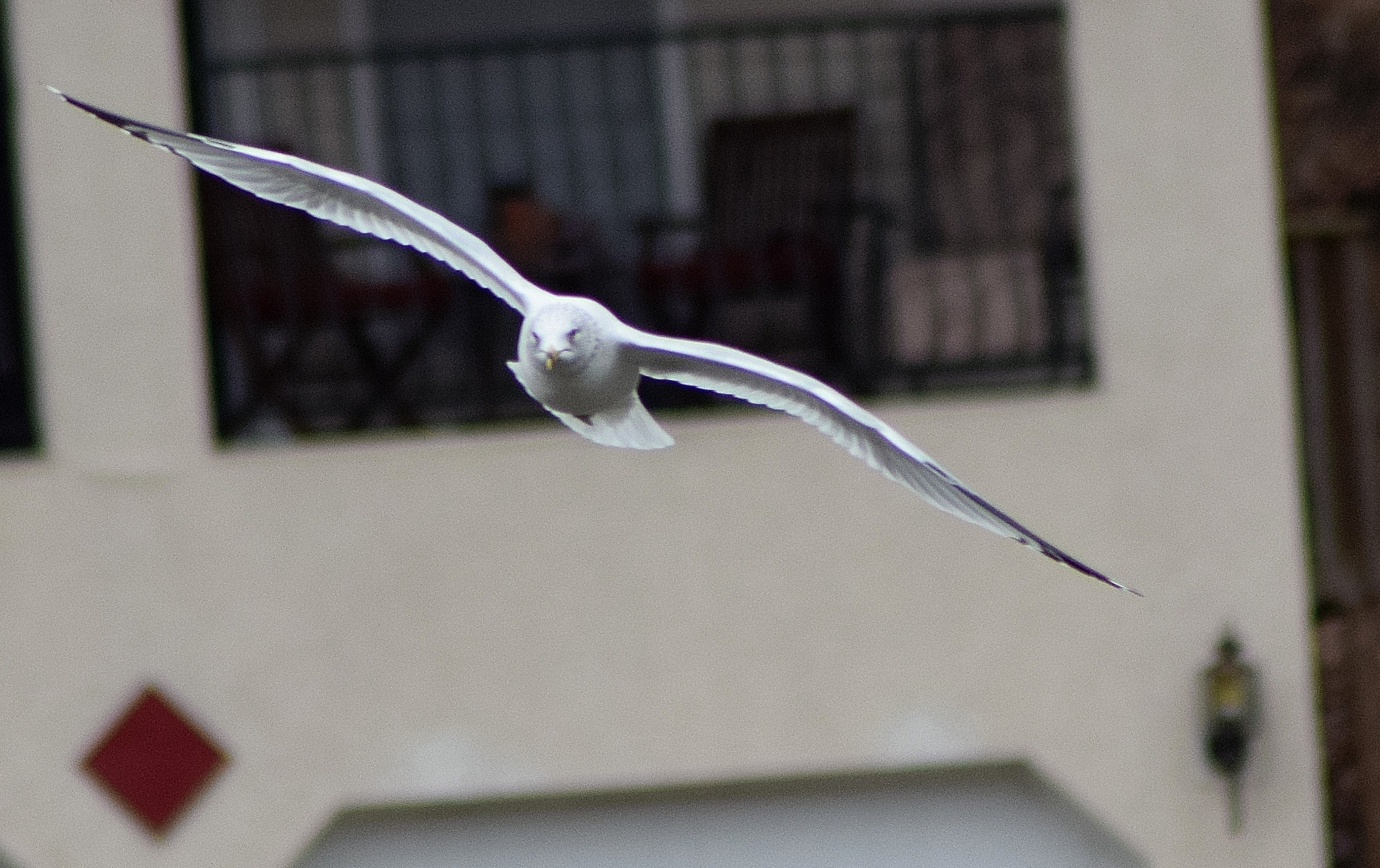Nikon AF Nikkor 70-300mm F4-5.6G sample photo. Ring billed gull photography