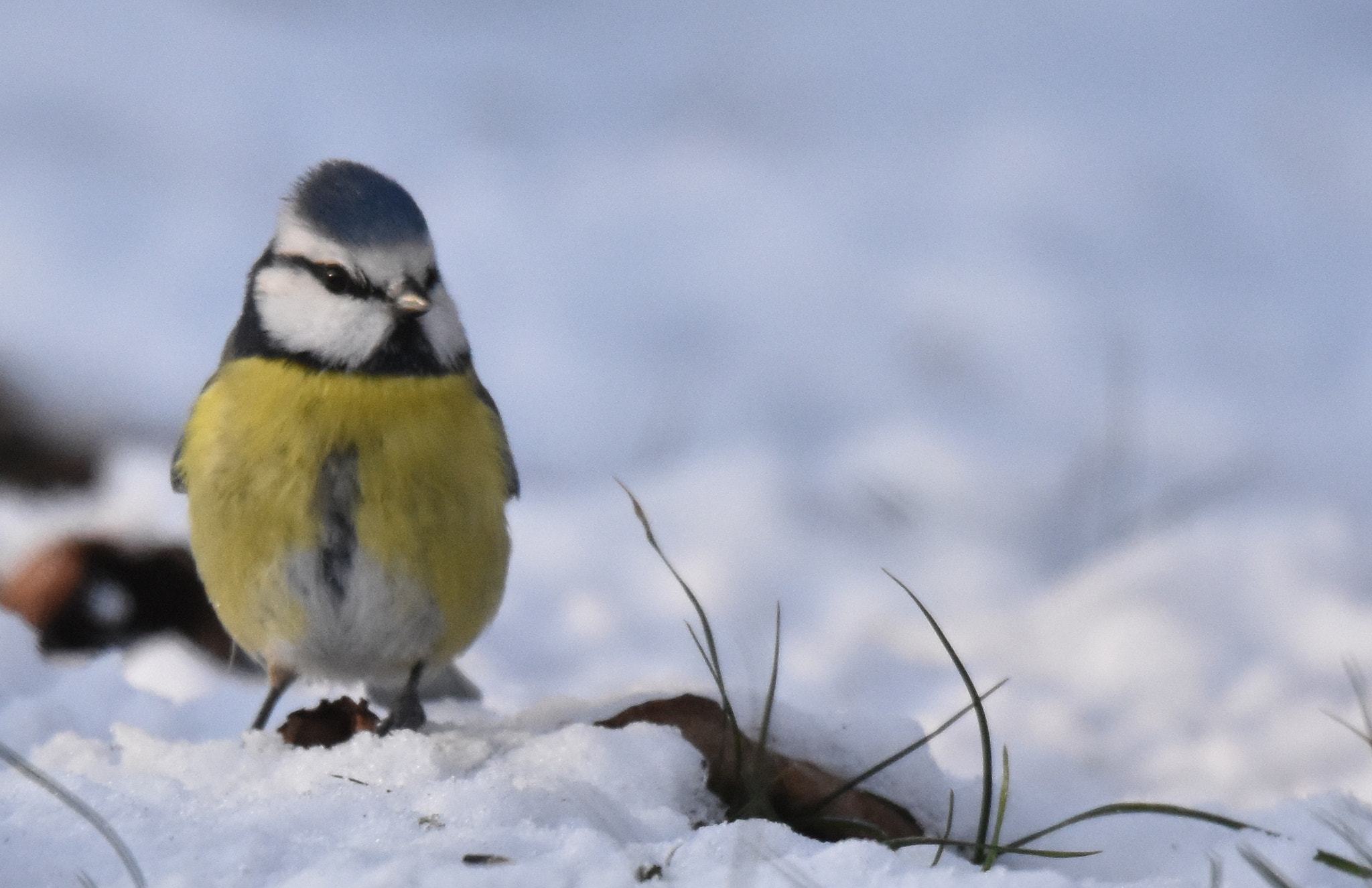 Sigma 150-600mm F5-6.3 DG OS HSM | S sample photo. Chickadee attitude photography