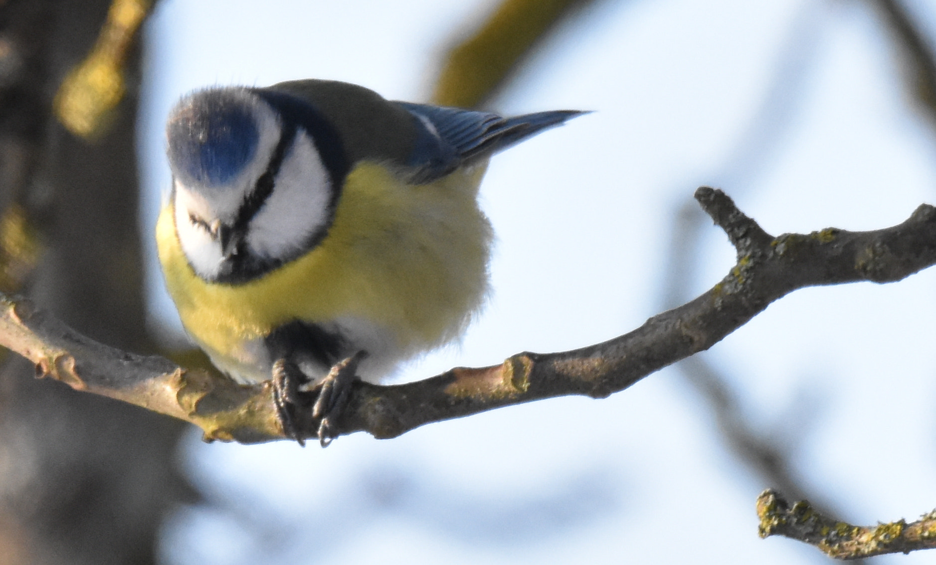 Sigma 150-600mm F5-6.3 DG OS HSM | S sample photo. Chickadee attitude photography