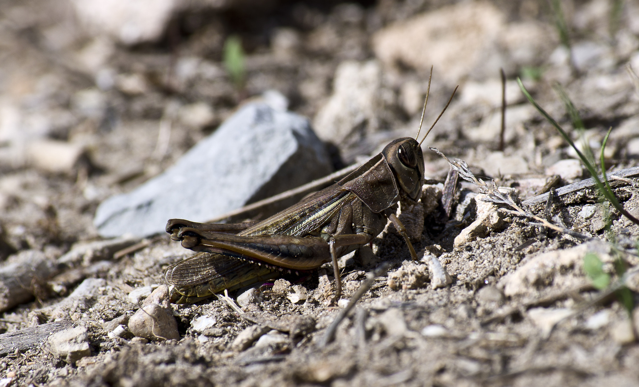 Pentax K-r + smc PENTAX-DA L 50-200mm F4-5.6 ED sample photo. Grasshopper photography