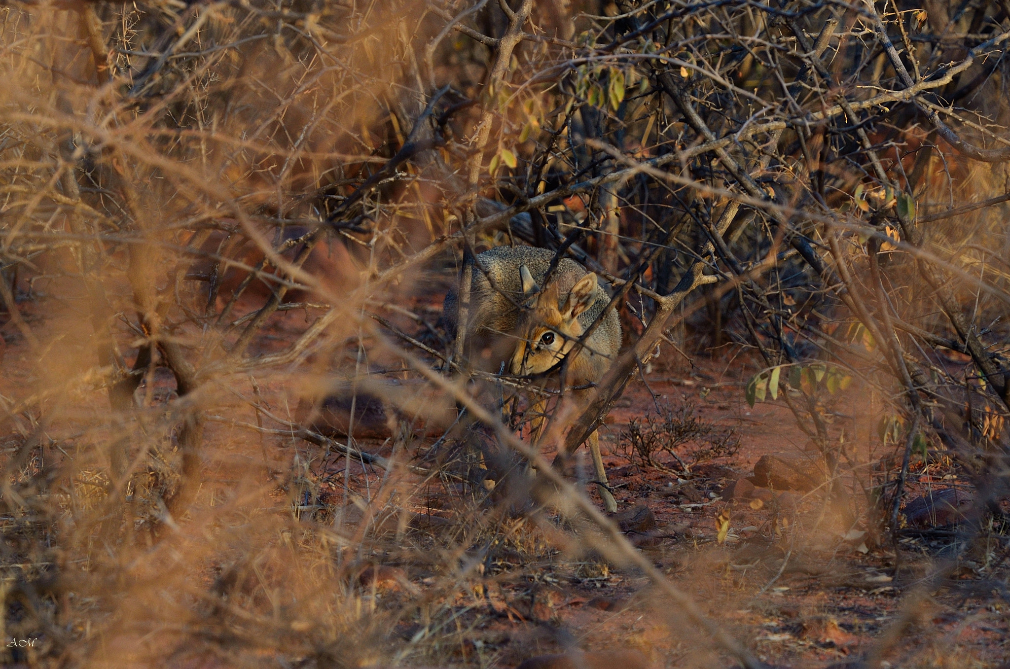 Nikon Nikkor AF-S 300mm F4E PF ED VR sample photo. I know you are looking at me photography