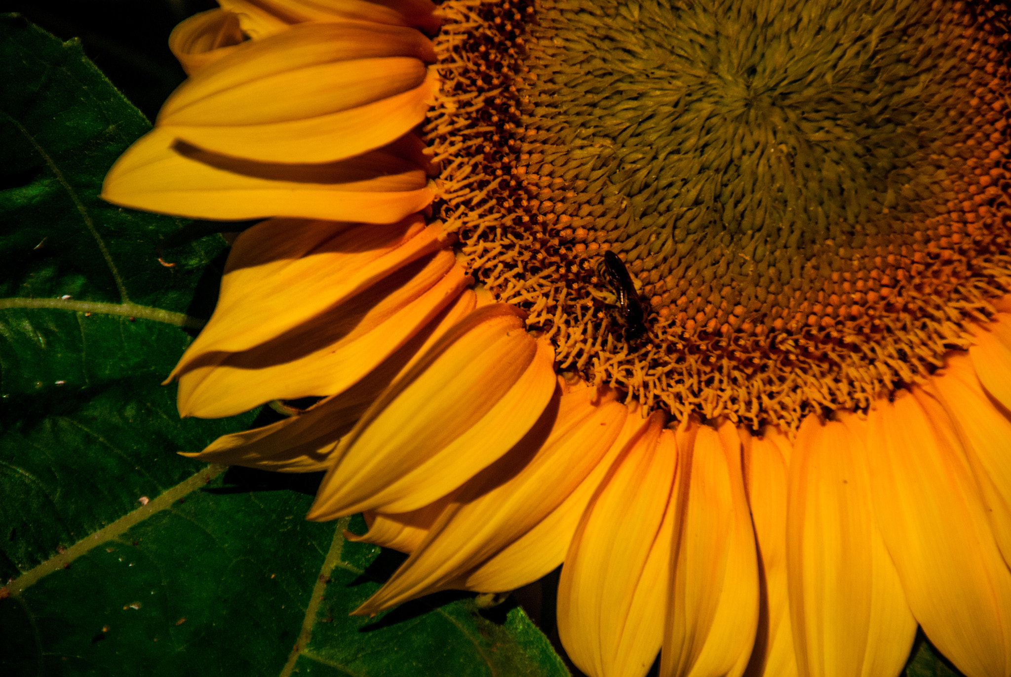 Nikon D80 sample photo. Sunflower photography
