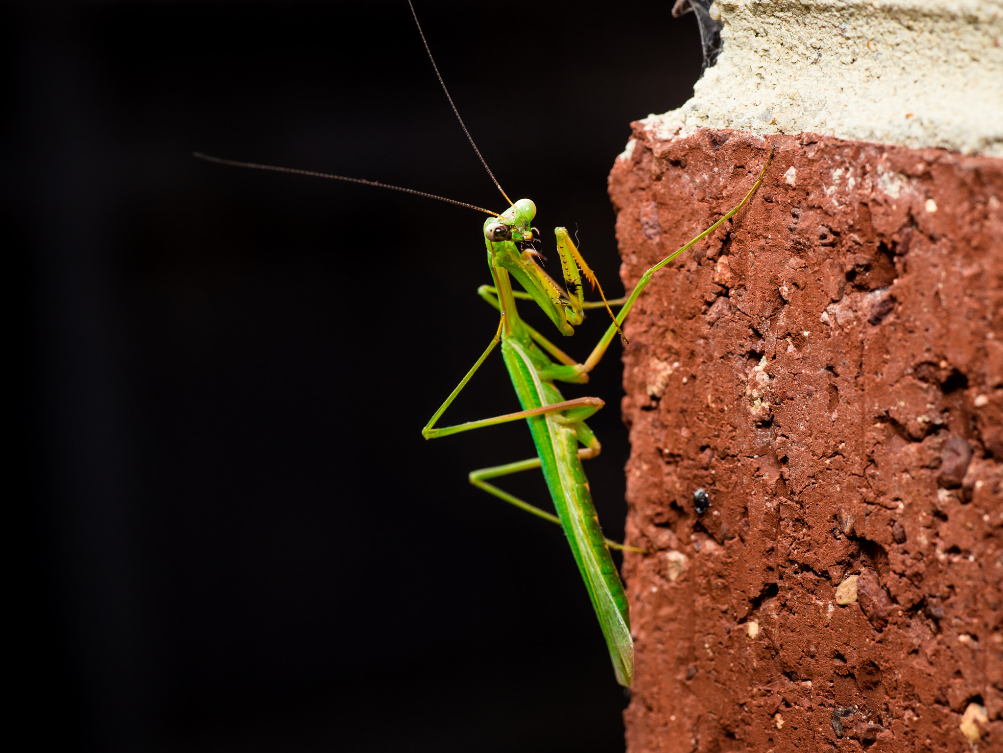 Canon EOS 6D + Tamron SP AF 90mm F2.8 Di Macro sample photo. Praying mantis photography