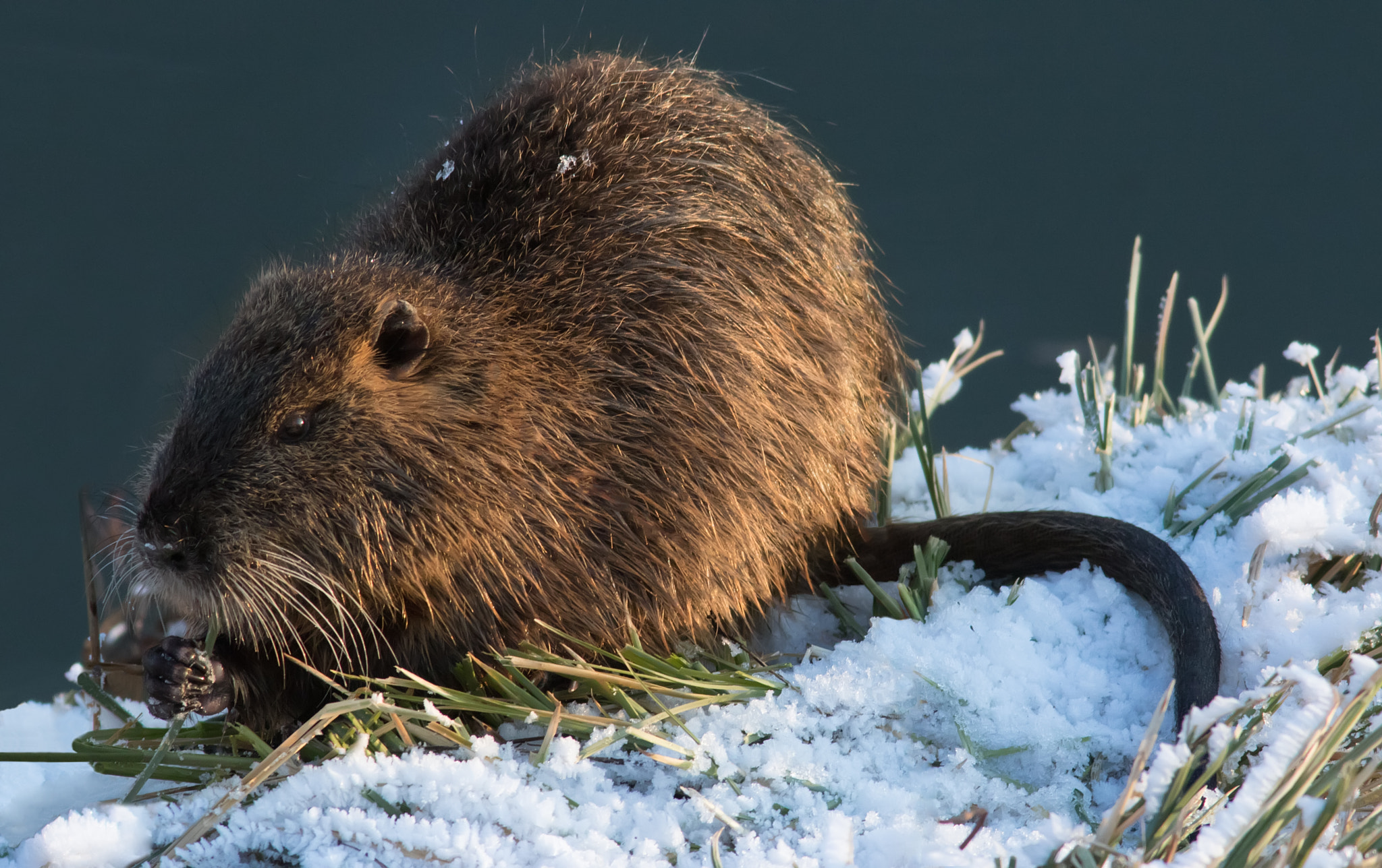 Canon EF 400mm F5.6L USM sample photo. Nutria photography