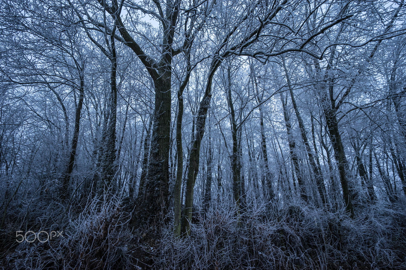 E 15mm F4.5 sample photo. Ice forest photography