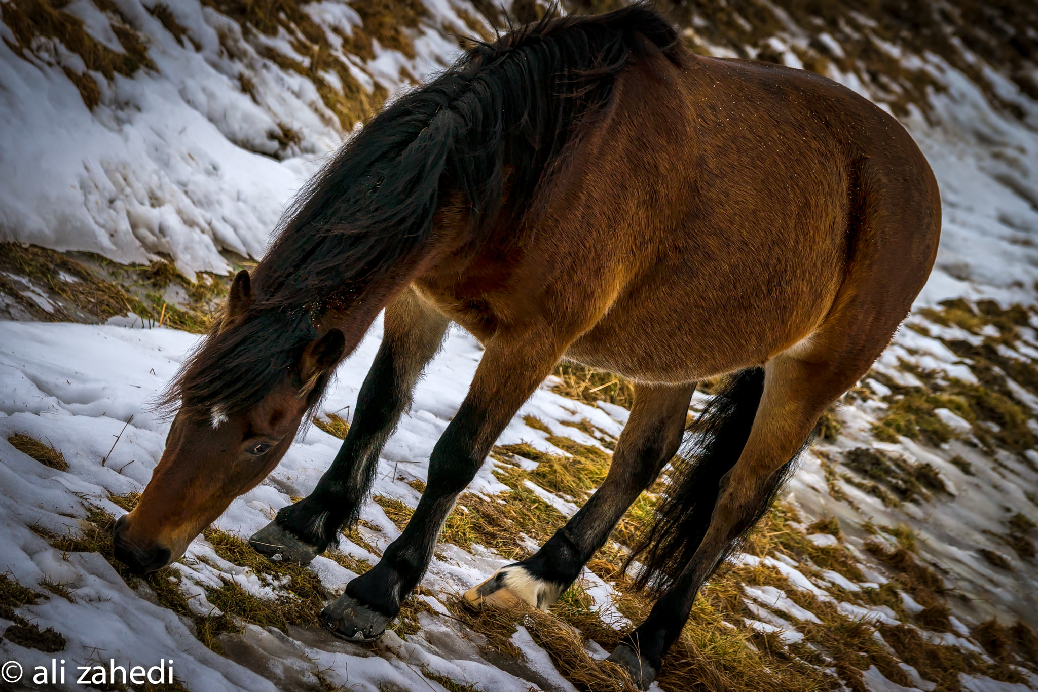 Sony a7R + Sony FE 70-200mm F4 G OSS sample photo. Horse photography