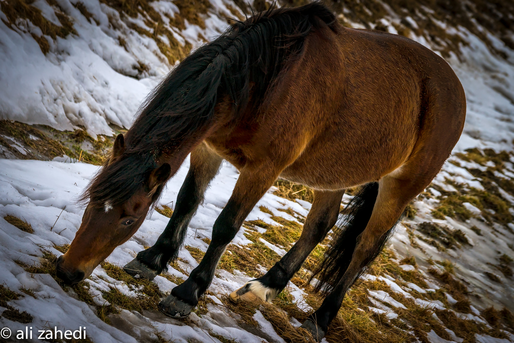 Sony a7R sample photo. Horse photography