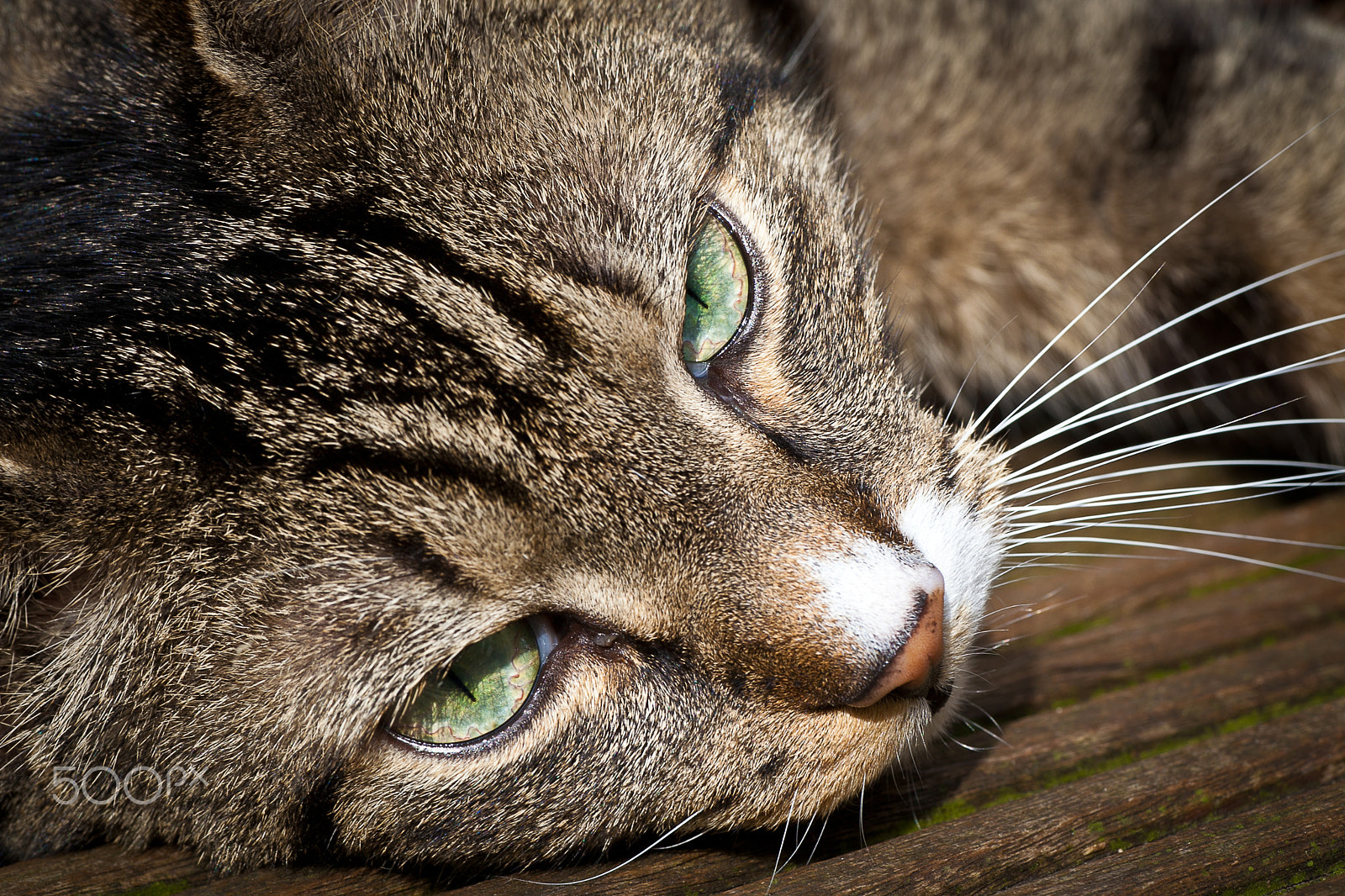 Tamron SP AF 90mm F2.8 Di Macro sample photo. Tabby cat resting under the sun photography