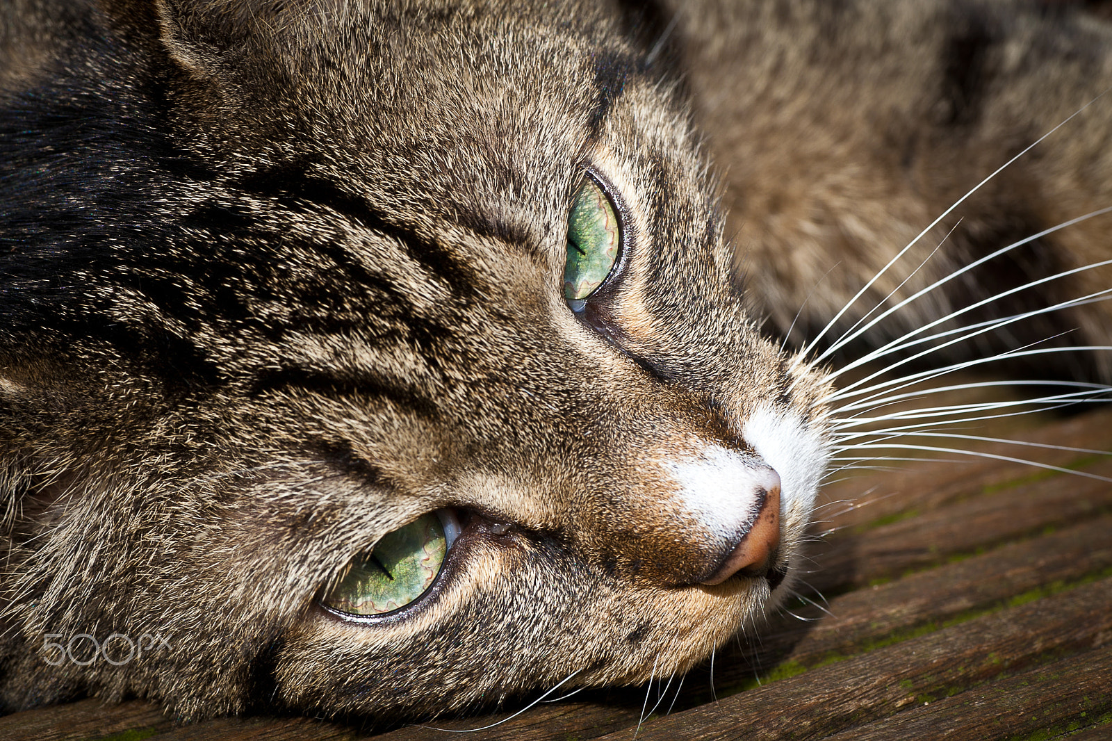 Canon EOS 5D Mark II sample photo. Tabby cat resting under the sun photography