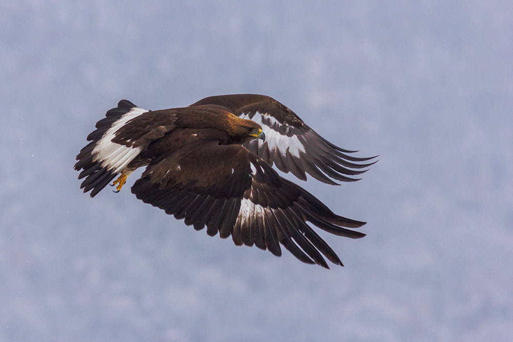 Canon EOS 60D + Canon EF 400mm F5.6L USM sample photo. Golden eagle photography