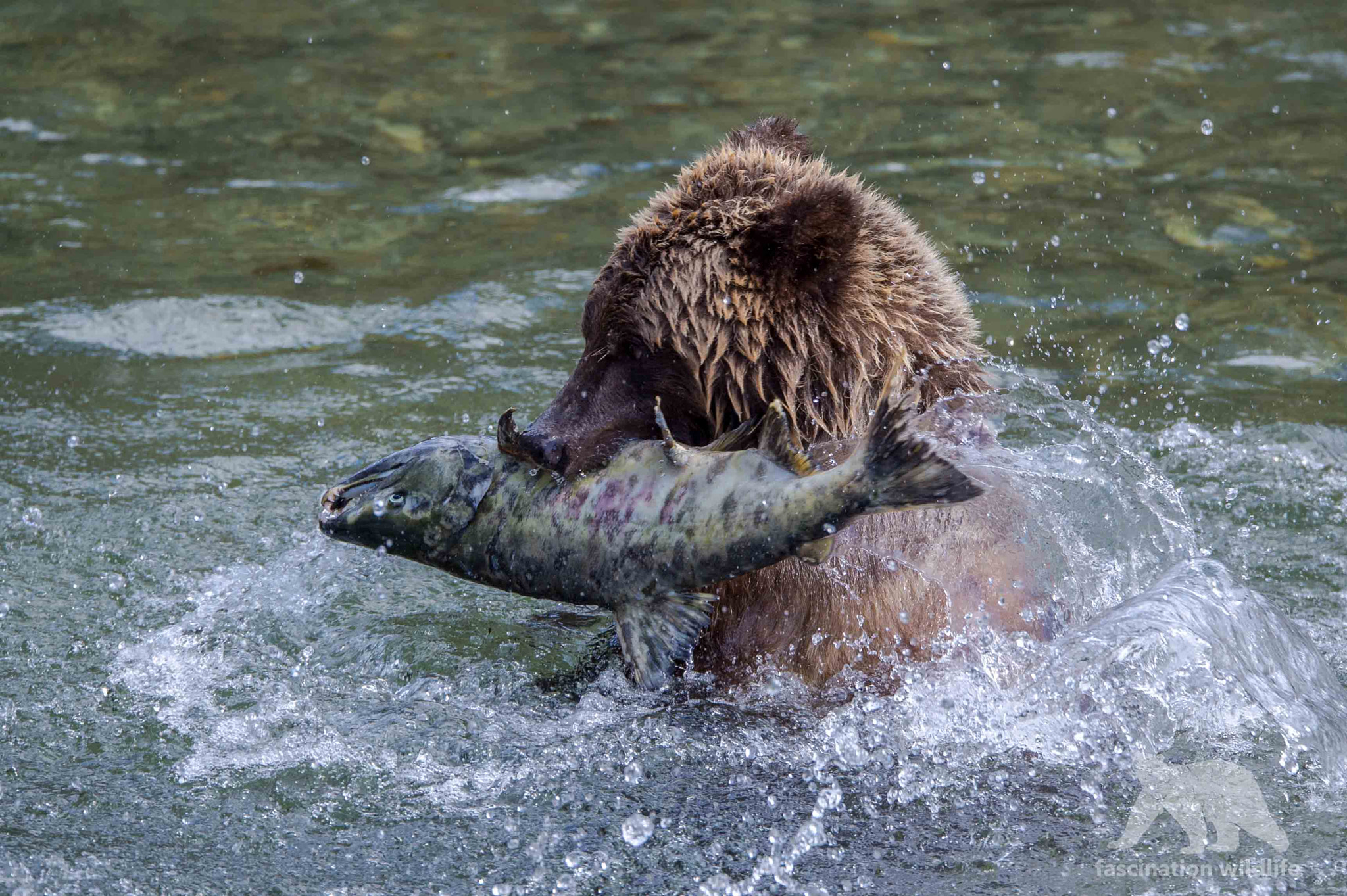 Sigma 150-600mm F5-6.3 DG OS HSM | S sample photo. Big catch photography