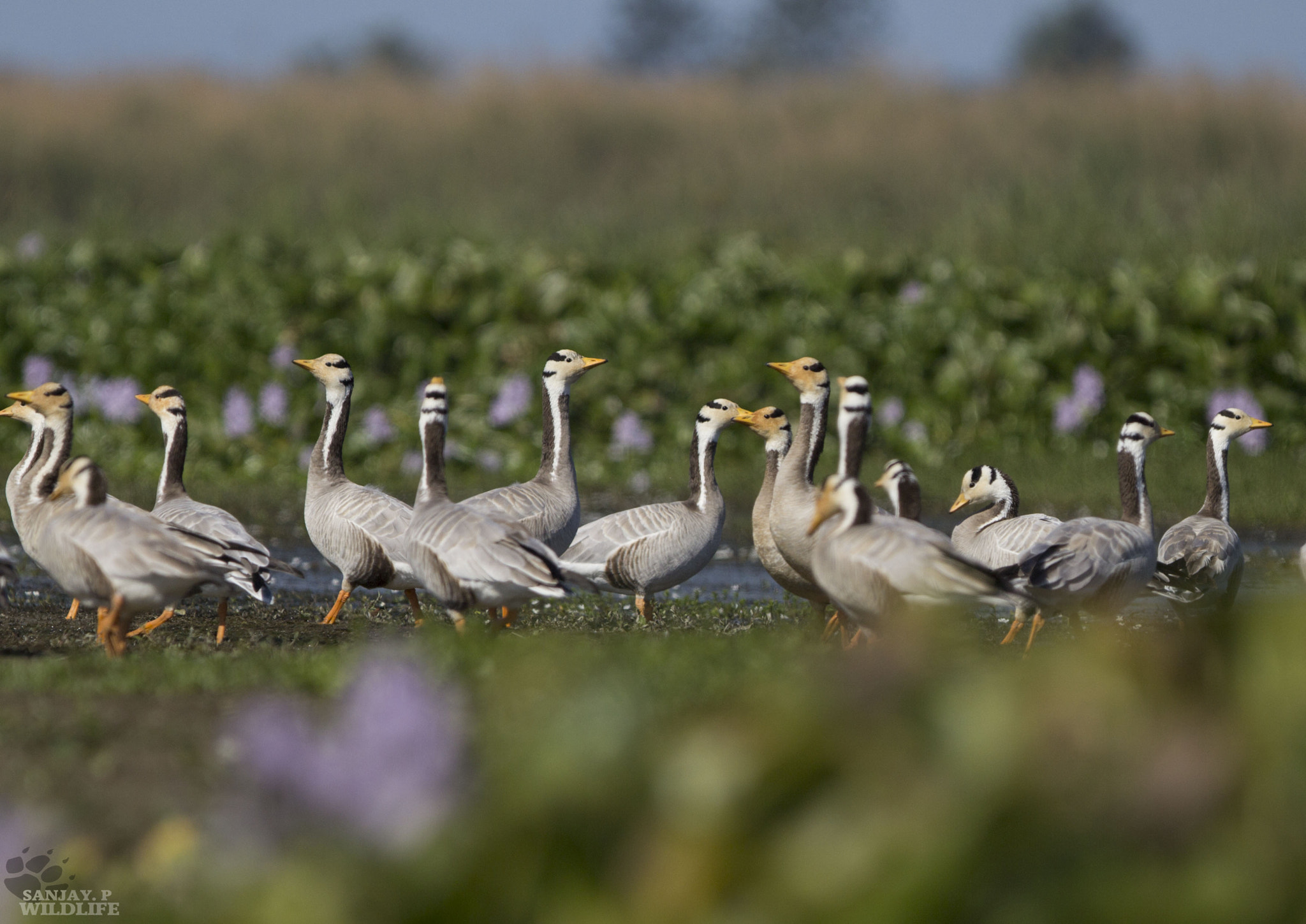 Canon EOS 60D + Canon EF 300mm F2.8L IS USM sample photo. Bar-headed geese (anser indicus) photography